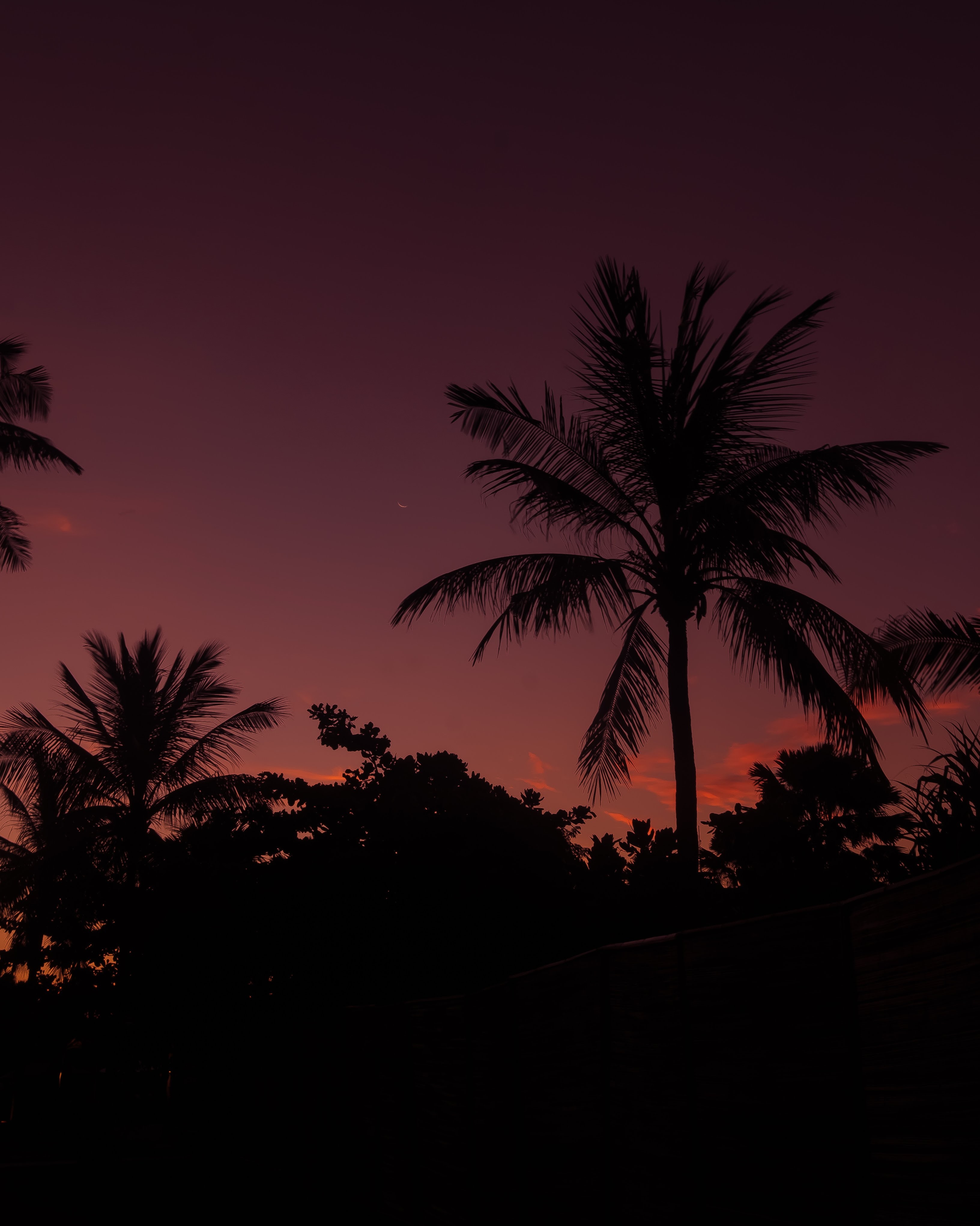 129489 Hintergrundbild herunterladen natur, sky, übernachtung, palme, palm, geäst, zweige - Bildschirmschoner und Bilder kostenlos