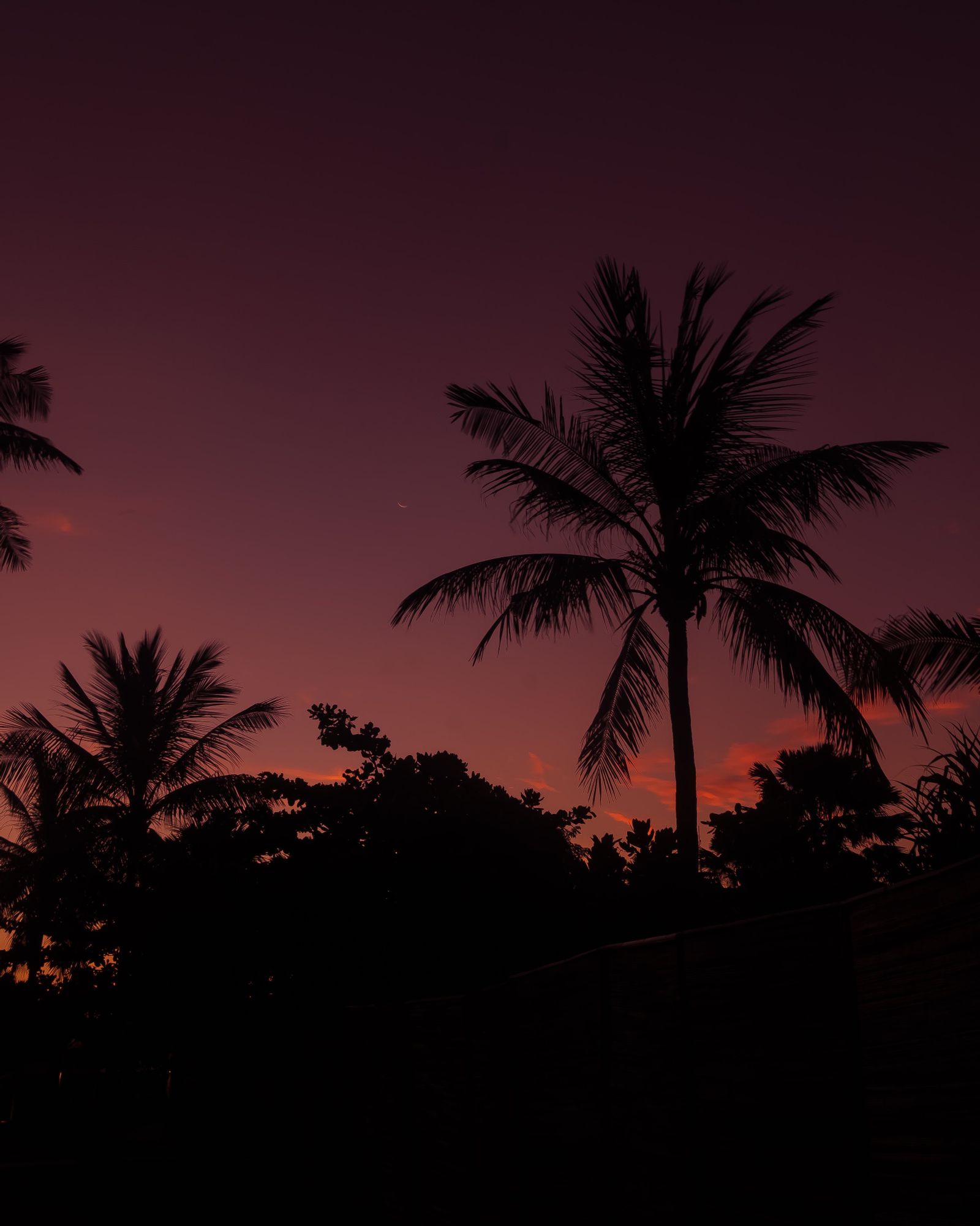 Download mobile wallpaper: Branches, Palm, Sky, Night, Nature, free