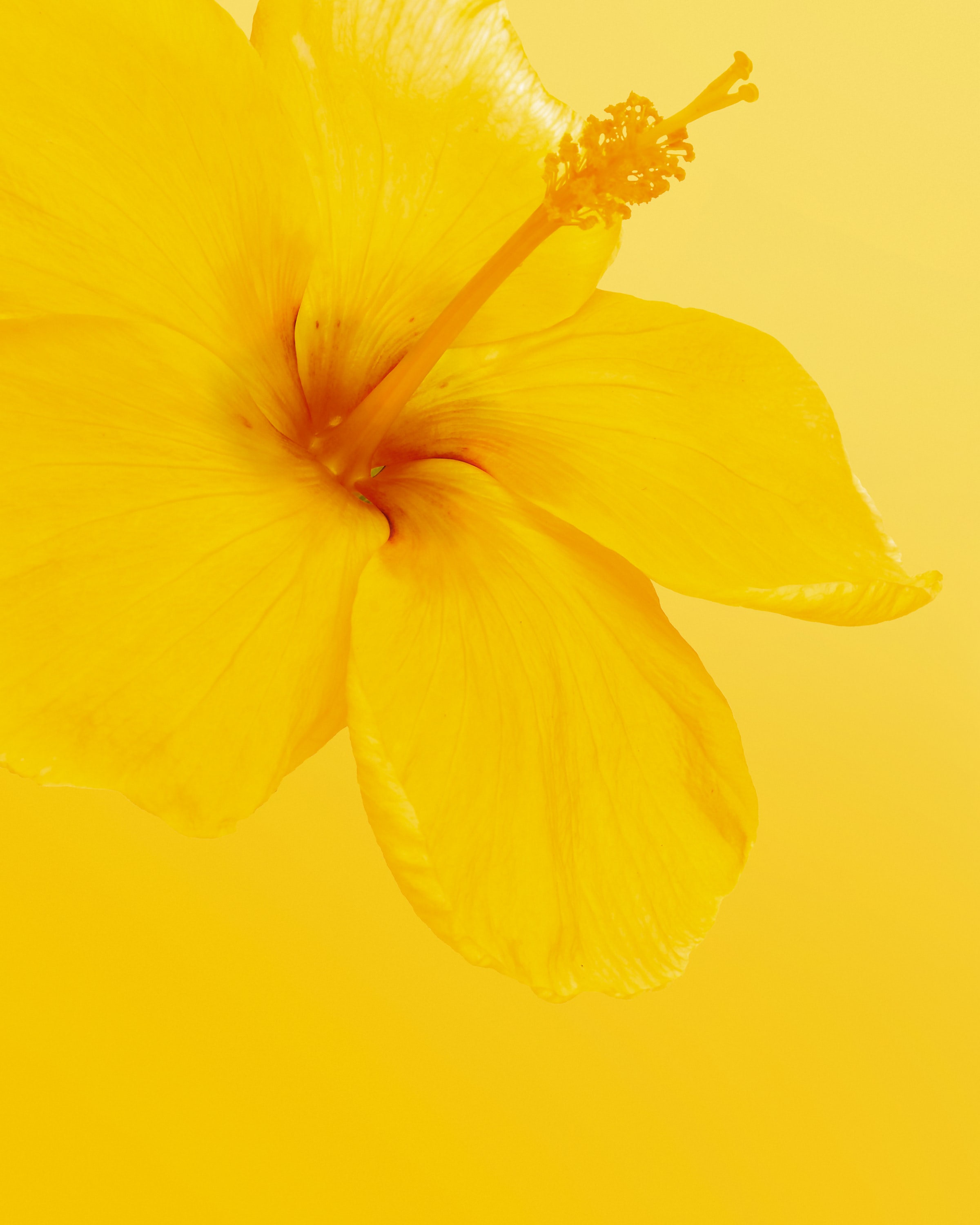 yellow, hibiscus, bloom, minimalism Hd 1080p Mobile