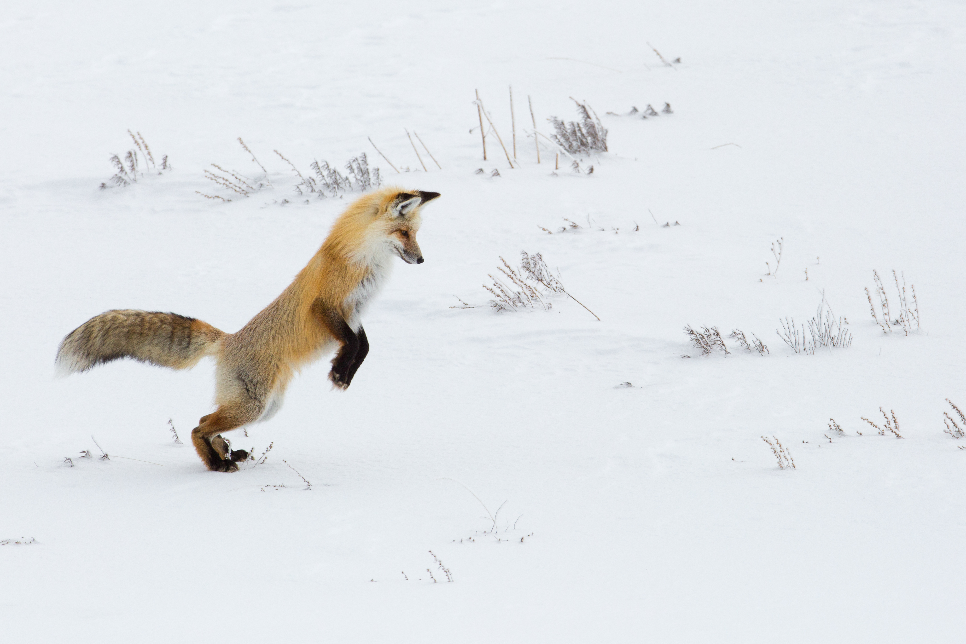 fox, animals, predator, snow home screen for smartphone