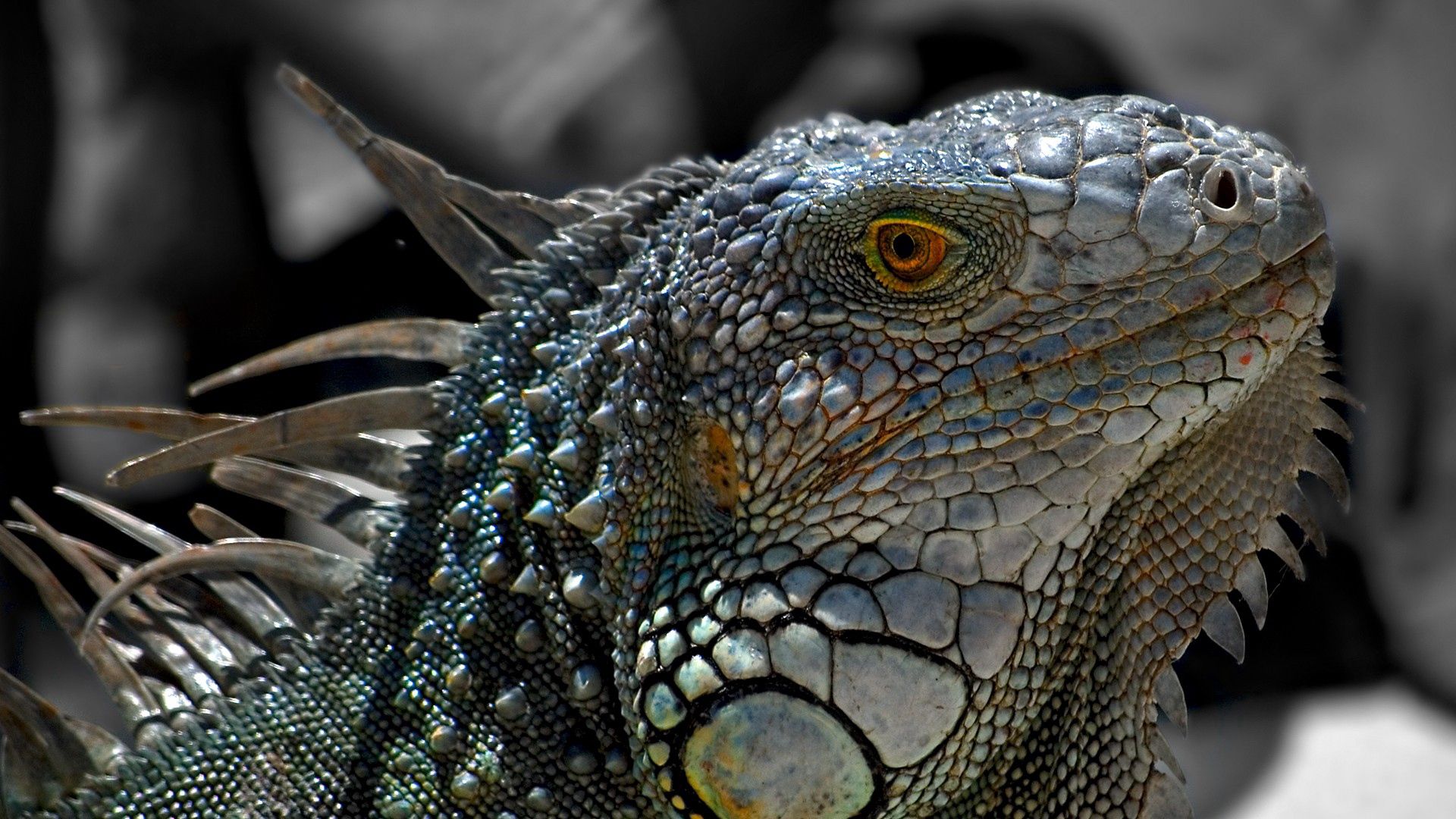 130986 Bildschirmschoner und Hintergrundbilder Leguan auf Ihrem Telefon. Laden Sie tiere, makro, iguana, reptile Bilder kostenlos herunter