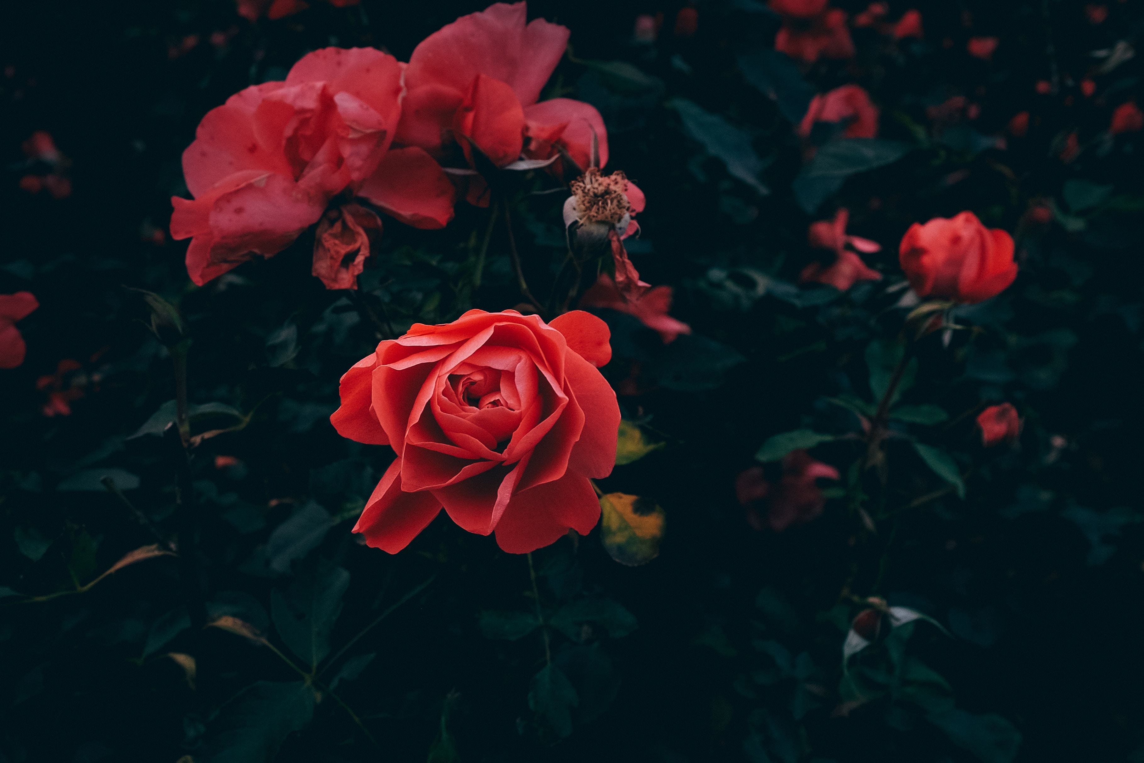 82083 Salvapantallas y fondos de pantalla Rosa en tu teléfono. Descarga imágenes de flores, hojas, rosa, arbusto, rojo, flor rosa, pétalos, brote, yema, jardín gratis