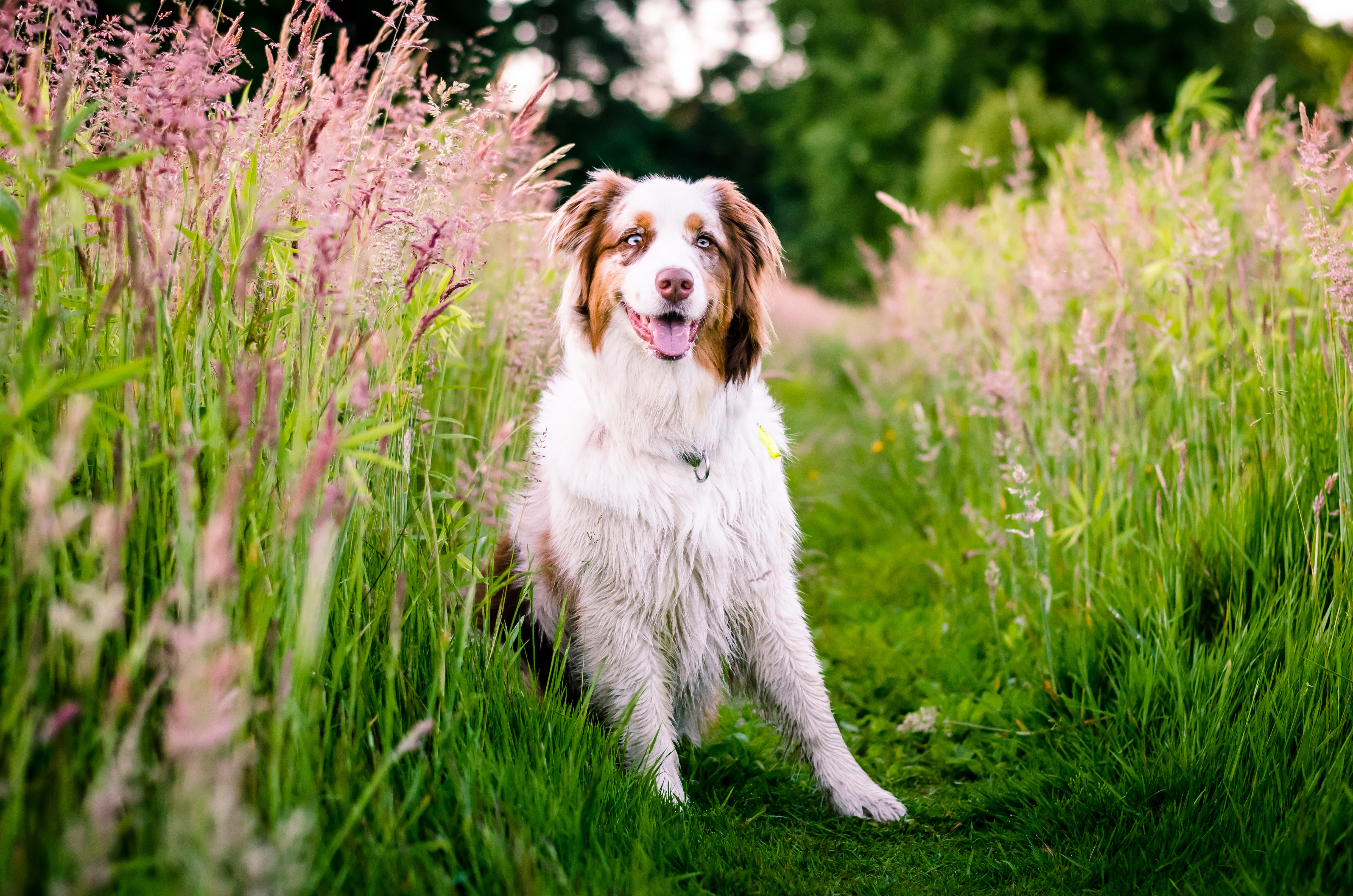 iPhone Wallpapers grass, flowers, animals, meadow Dog