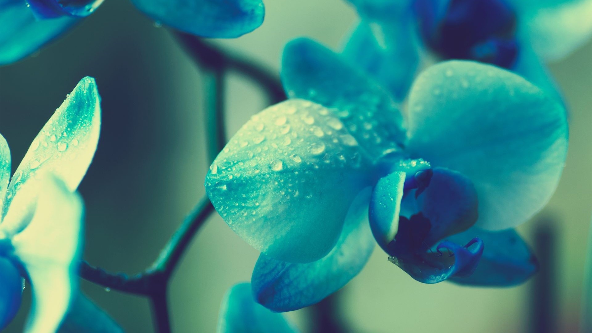 22368 free download Turquoise wallpapers for phone, plants, drops, flowers Turquoise images and screensavers for mobile
