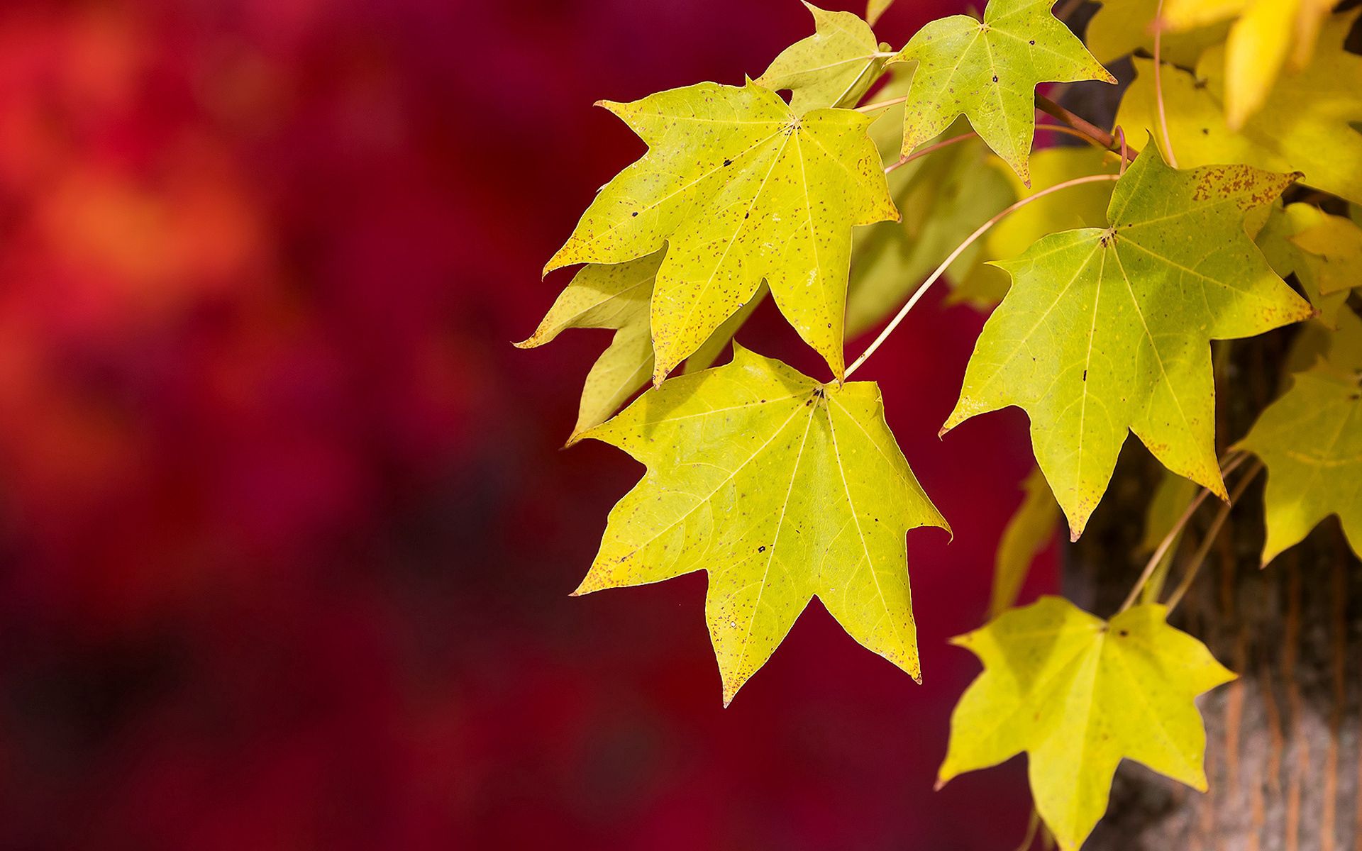macro, autumn, foliage, background, red