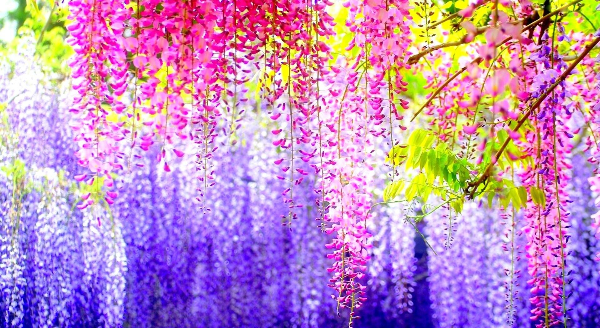 blur, smooth, light, shine, flowers, branches, bunches, clusters, different, wisteria HD wallpaper