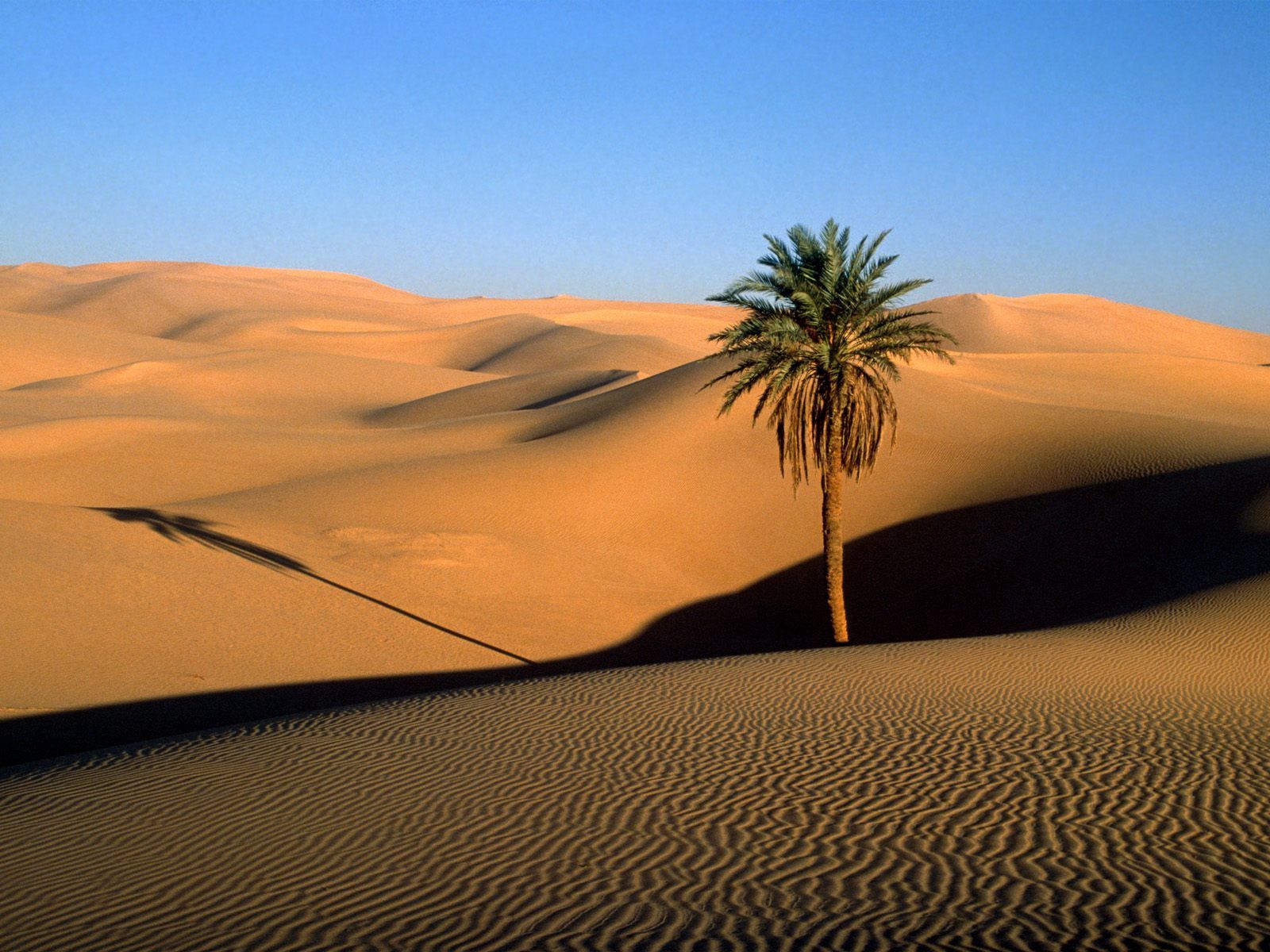 desert, evening, nature, sand, wood, tree, palm, shadow, dunes, links Full HD