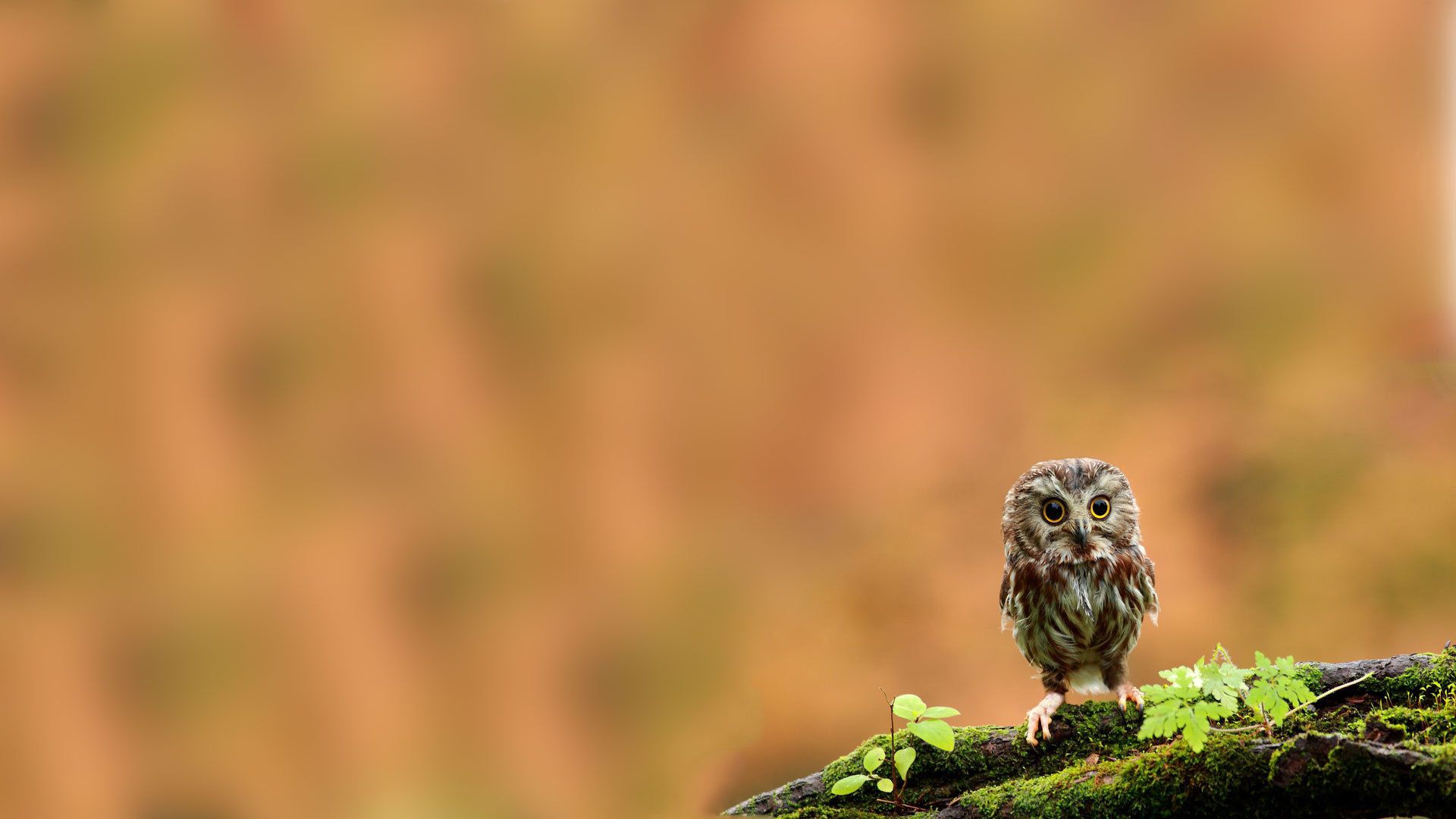 Kostenlose Owlet HD-Bilder herunterladen