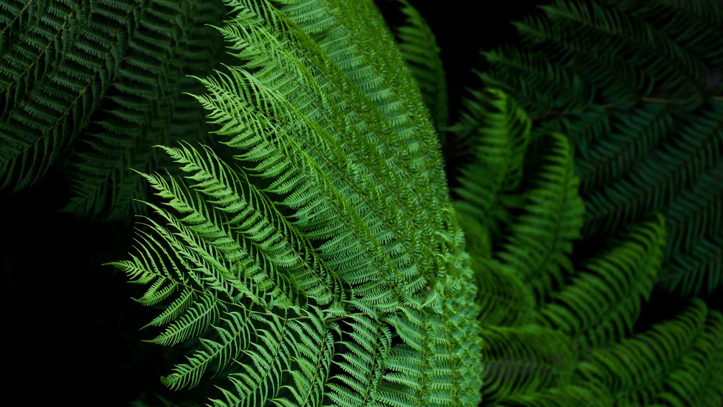 Fond d’écran HD: Herbe, Feuilles, Fougère, Schéma, Modèle, Texture