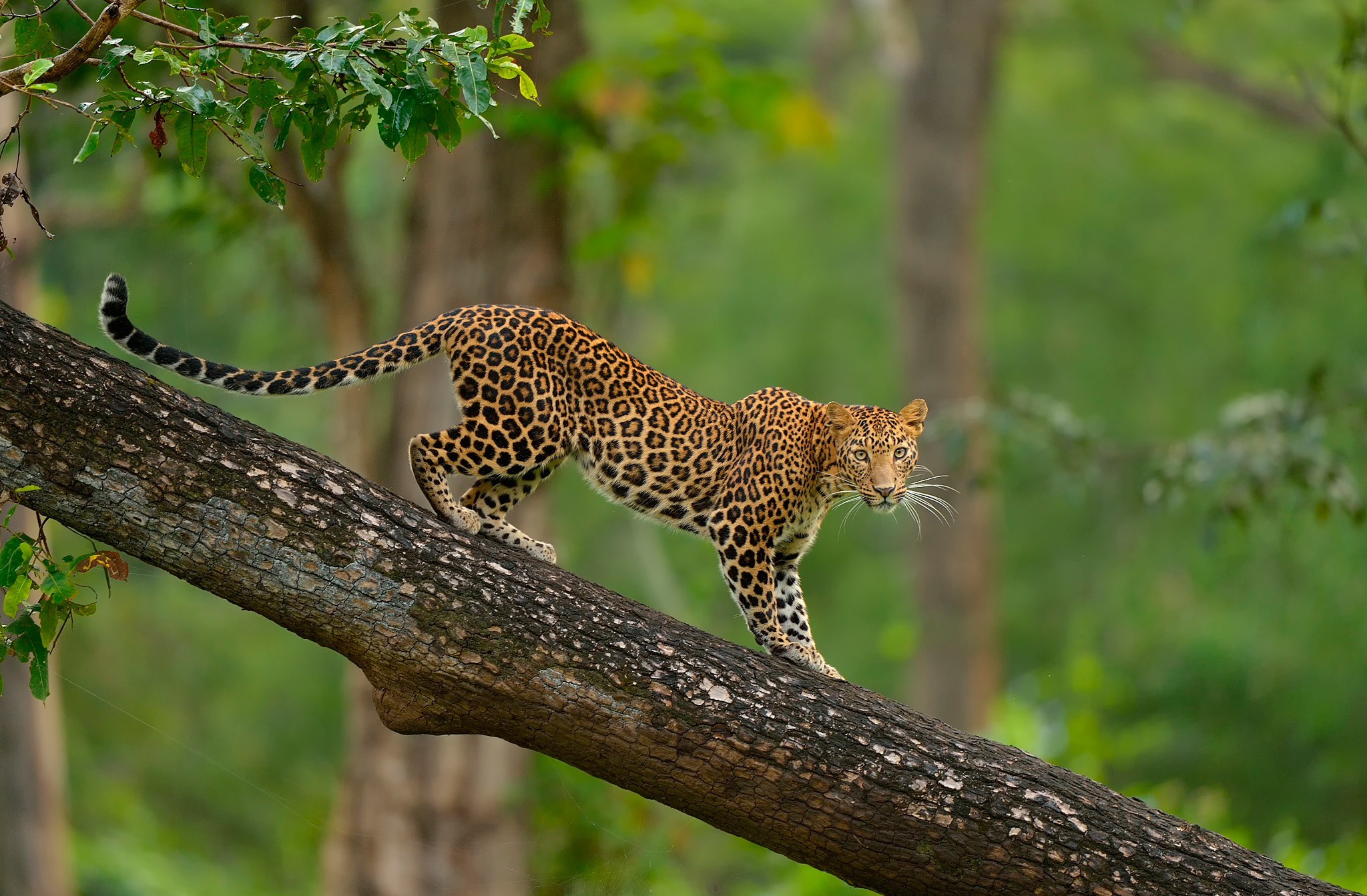 animal, leopard, tree, trunk, cats phone wallpaper