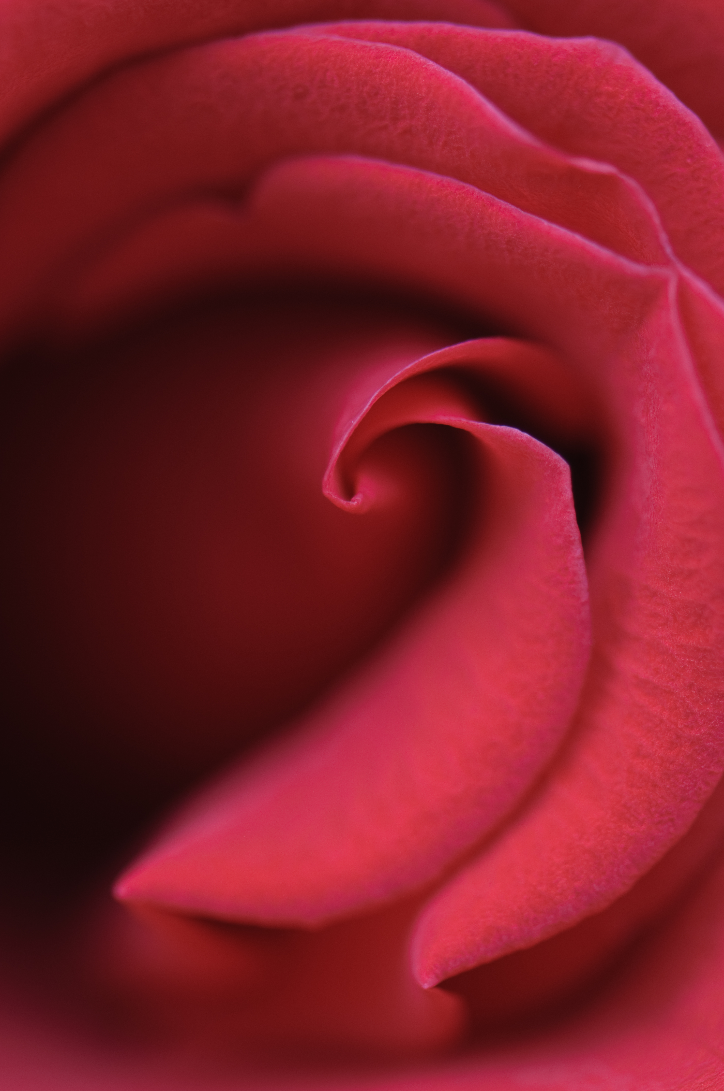 Laden Sie das Makro, Rose, Blütenblätter, Knospe, Bud-Bild kostenlos auf Ihren PC-Desktop herunter