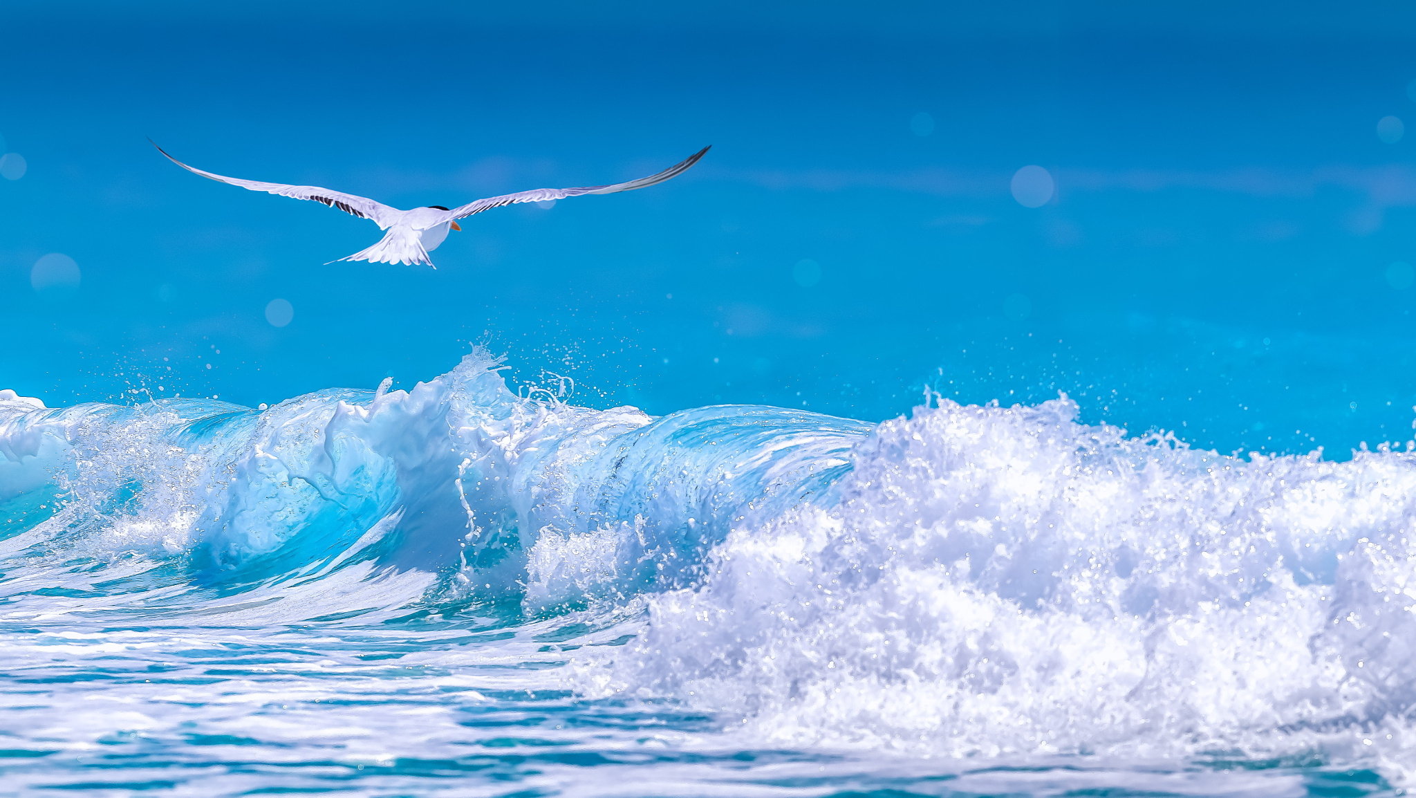 ocean, foam, bird, wave, arctic tern, blue, birds, seagull, animal