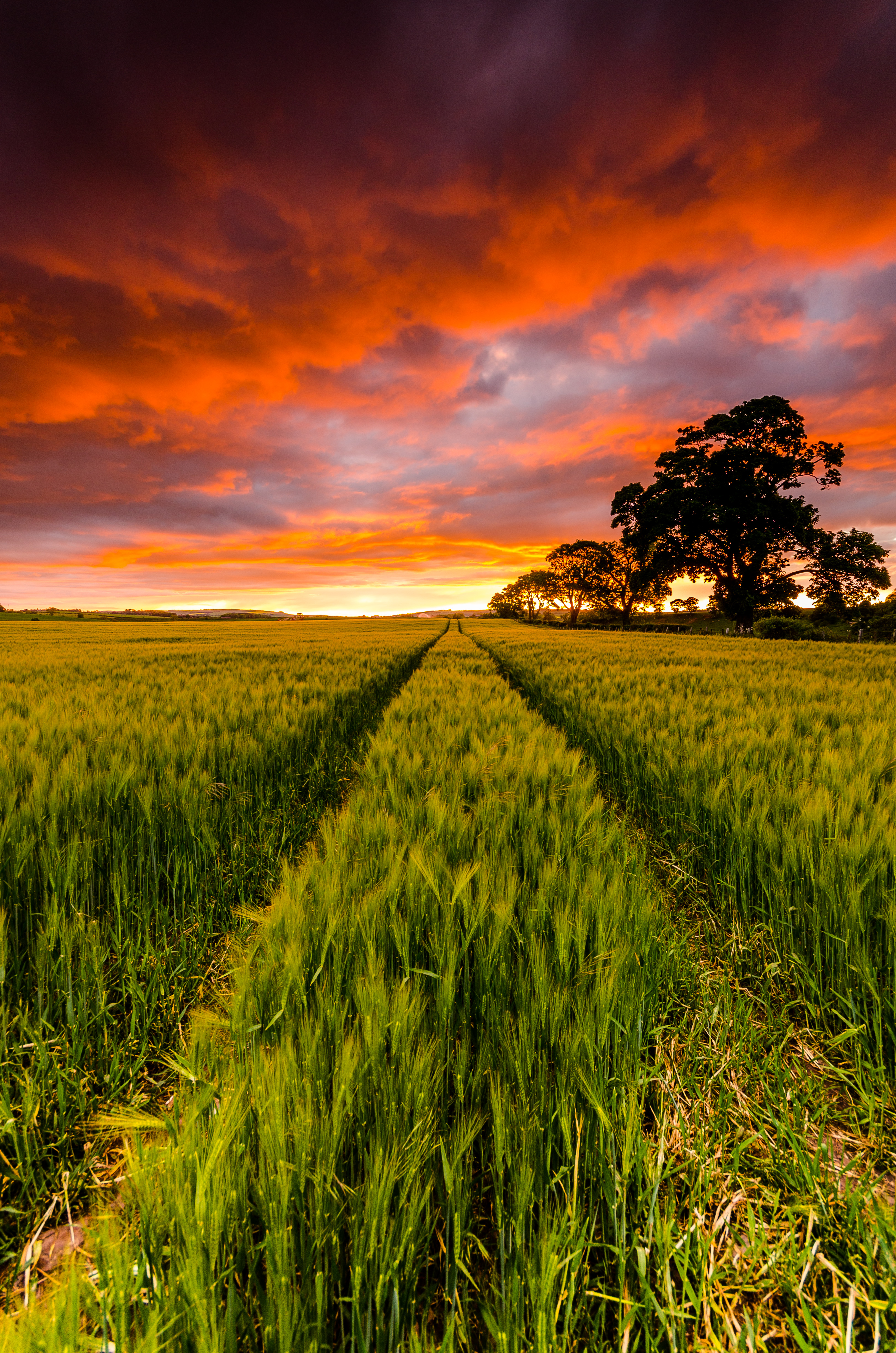 Laden Sie das Feld, Natur, Bäume, Sunset, Horizont-Bild kostenlos auf Ihren PC-Desktop herunter