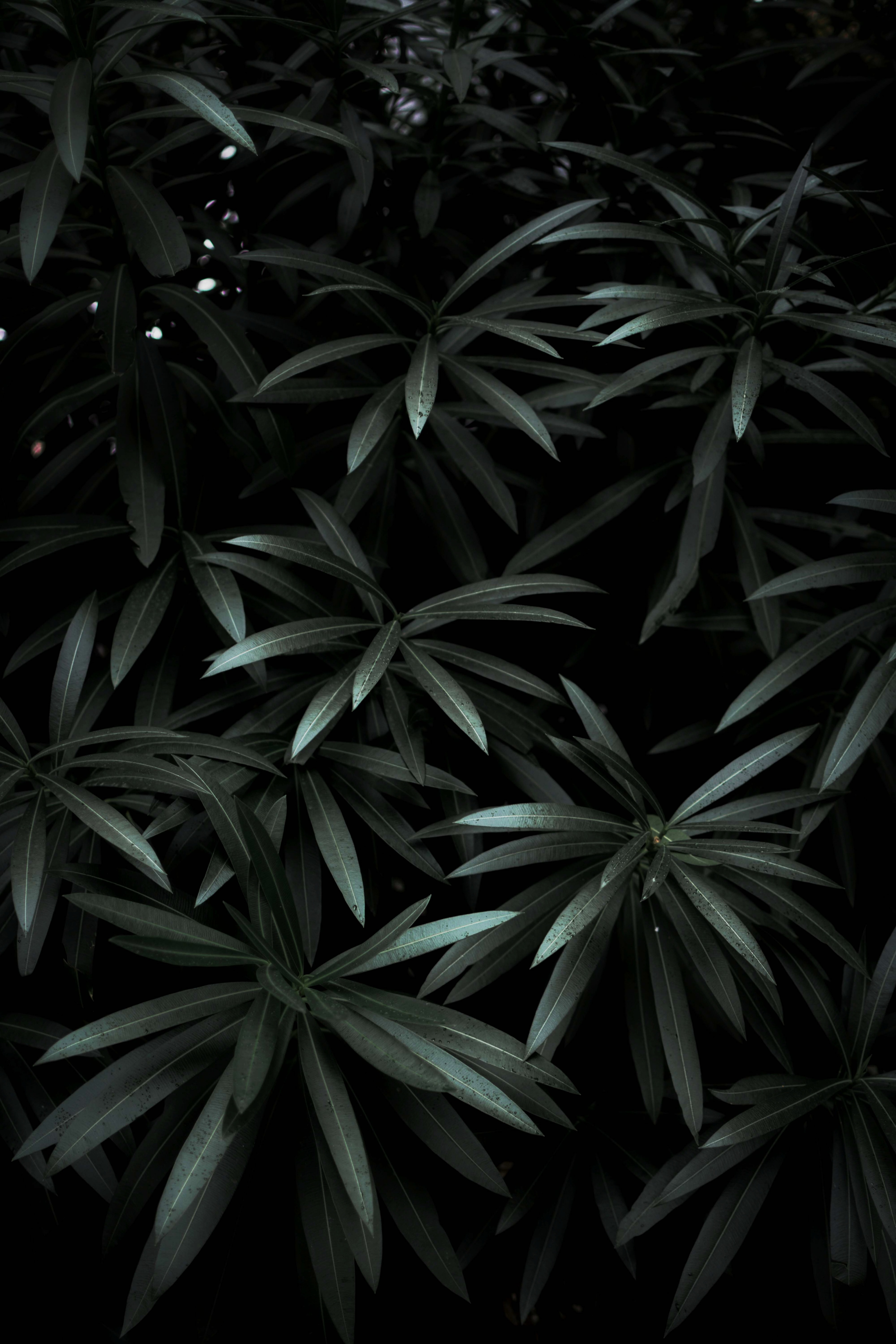 50767 скачать обои темный, зеленый, природа, листья, растение, тени - заставки и картинки бесплатно