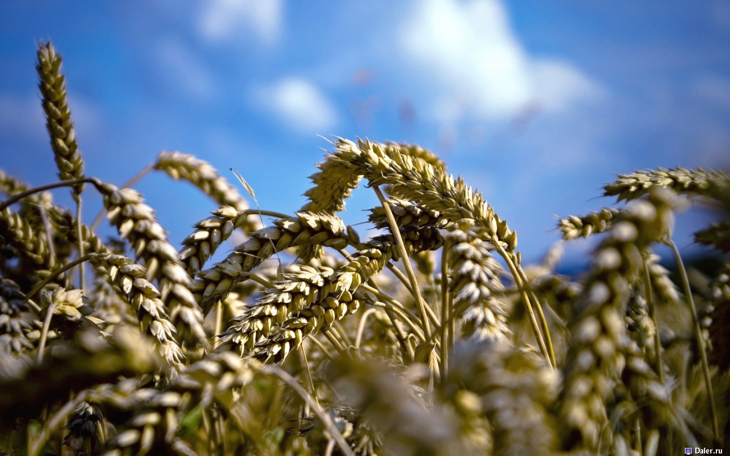Laden Sie das Pflanzen, Weizen-Bild kostenlos auf Ihren PC-Desktop herunter