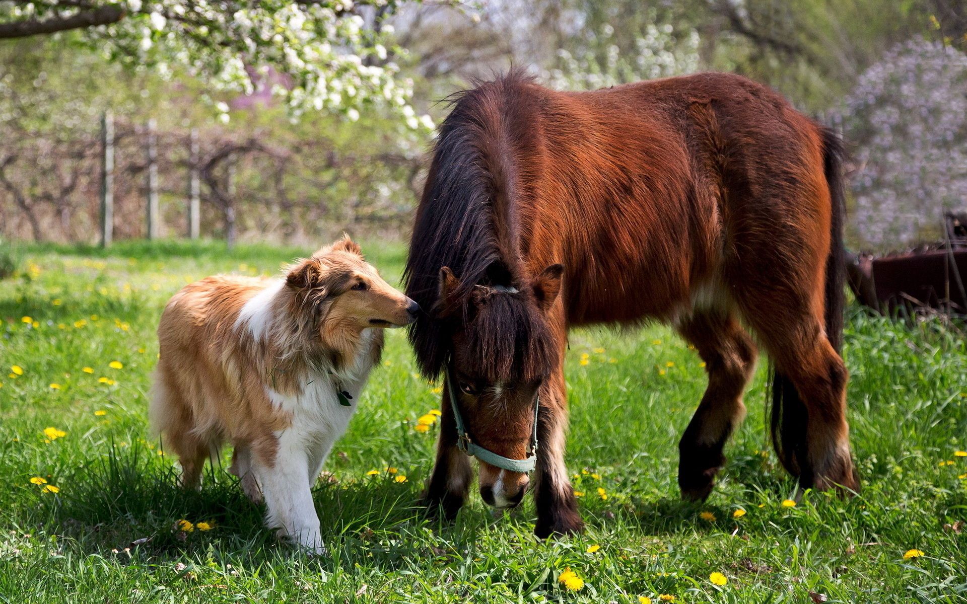 animals, grass, horse, collie collection of HD images