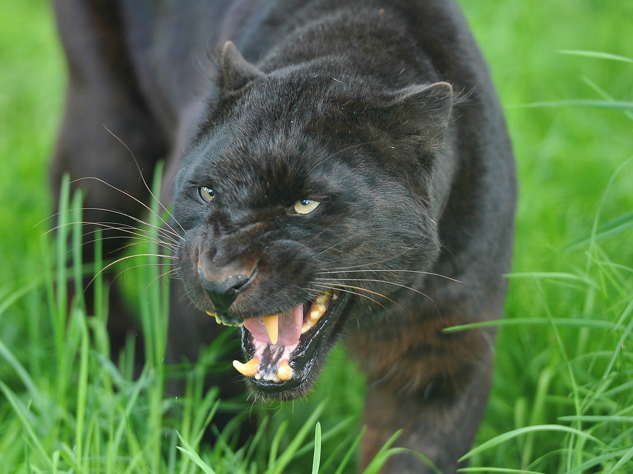 Grin predator, panther, muzzle, aggression Lock Screen