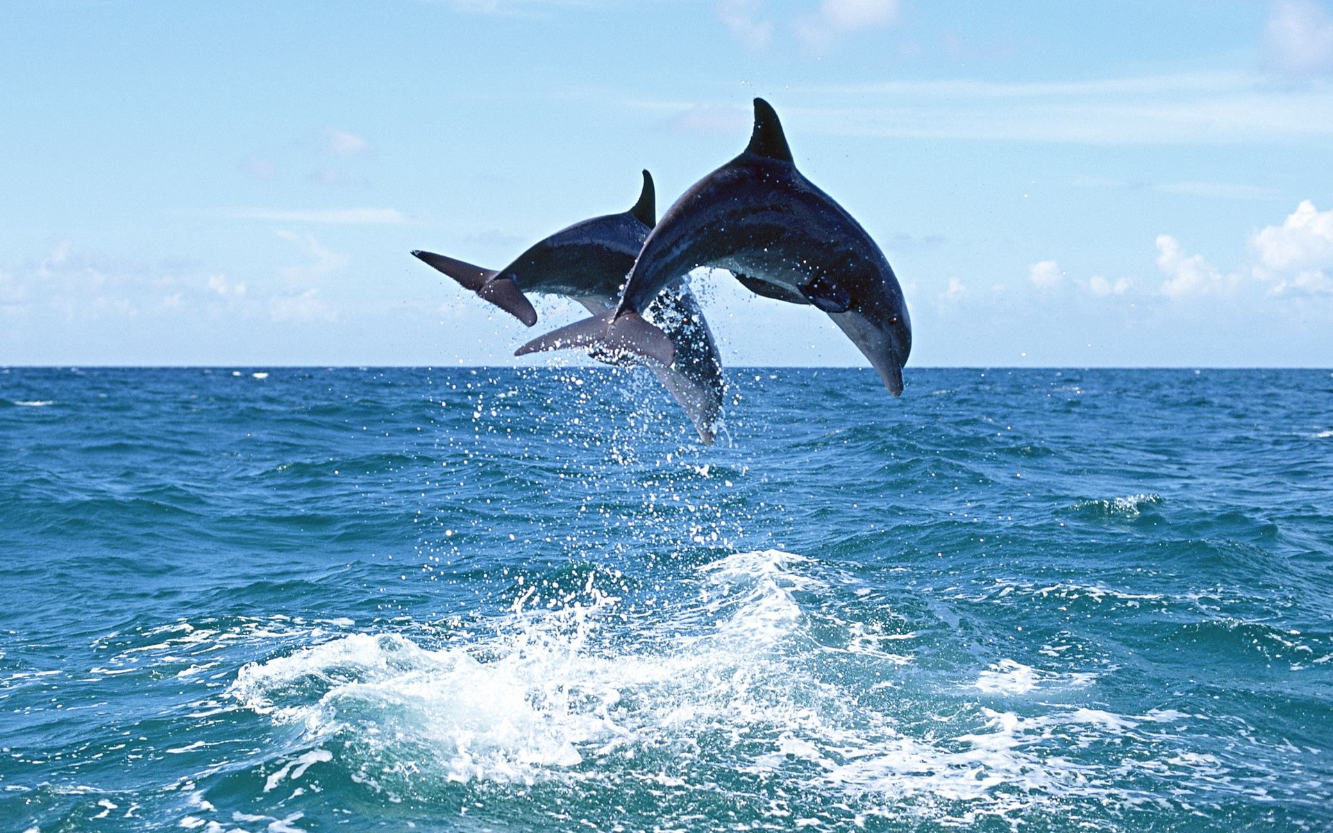 93924 скачать обои дельфин, животные, прыжок, изгиб - заставки и картинки бесплатно