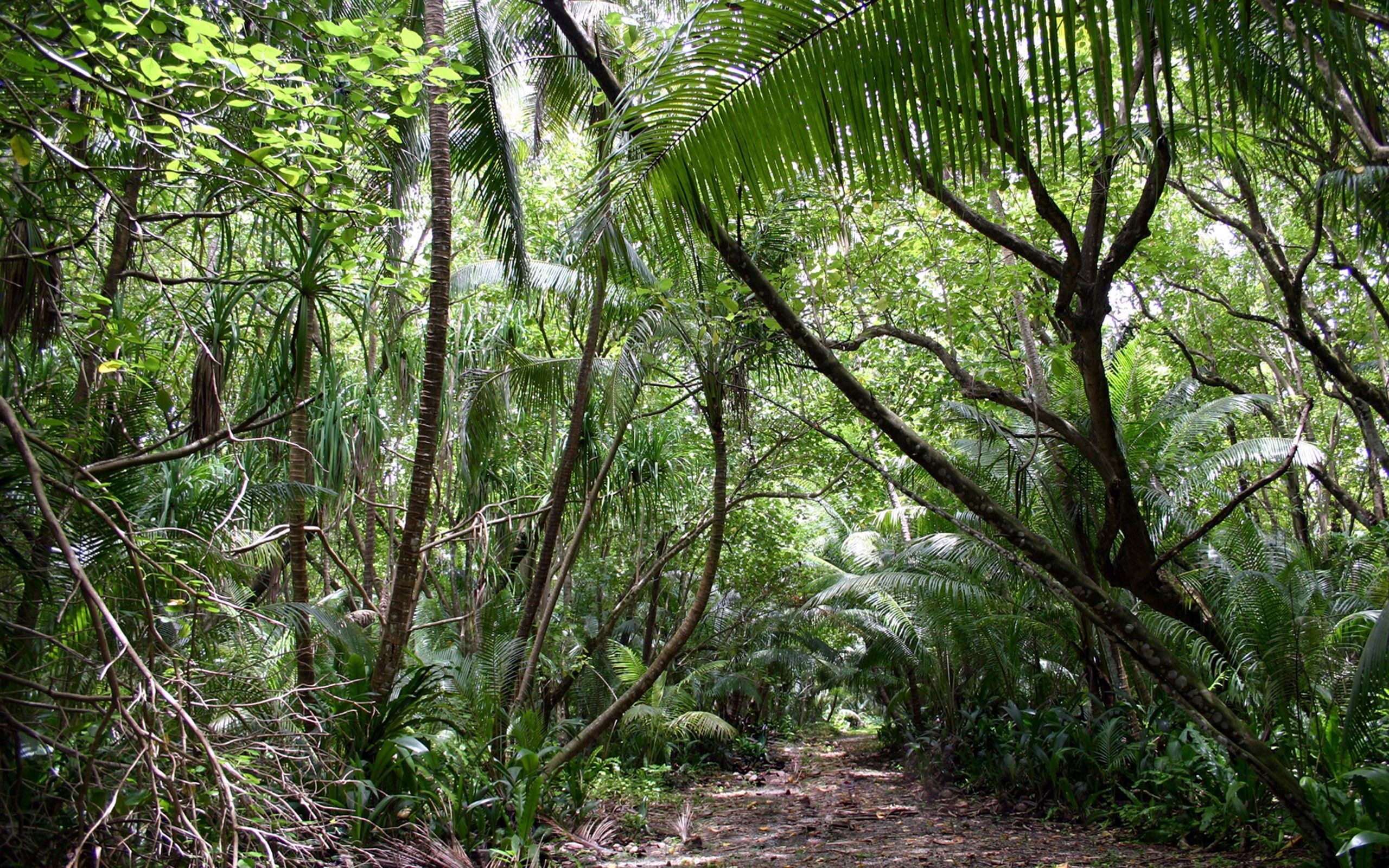 Cool Backgrounds vegetation trees, jungle, forest, nature Tropics