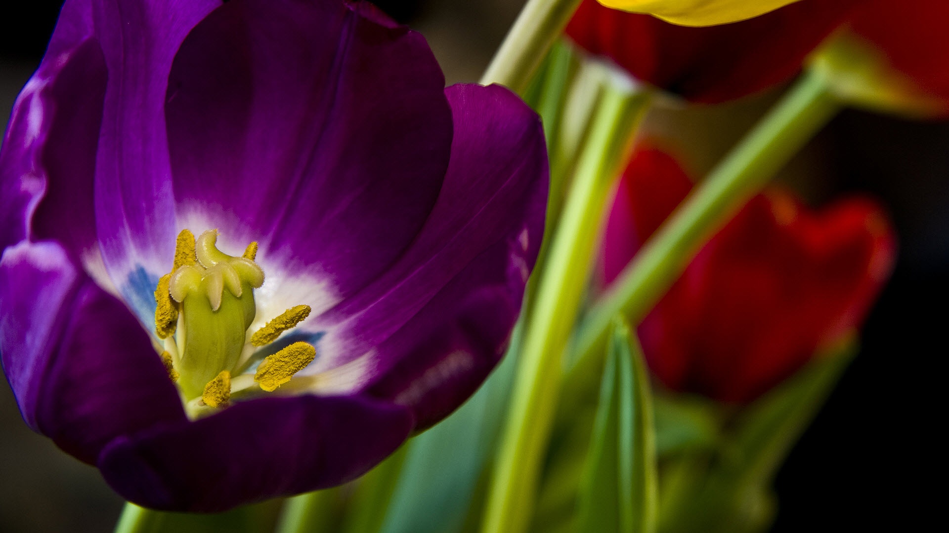 Tulip Vertical Background