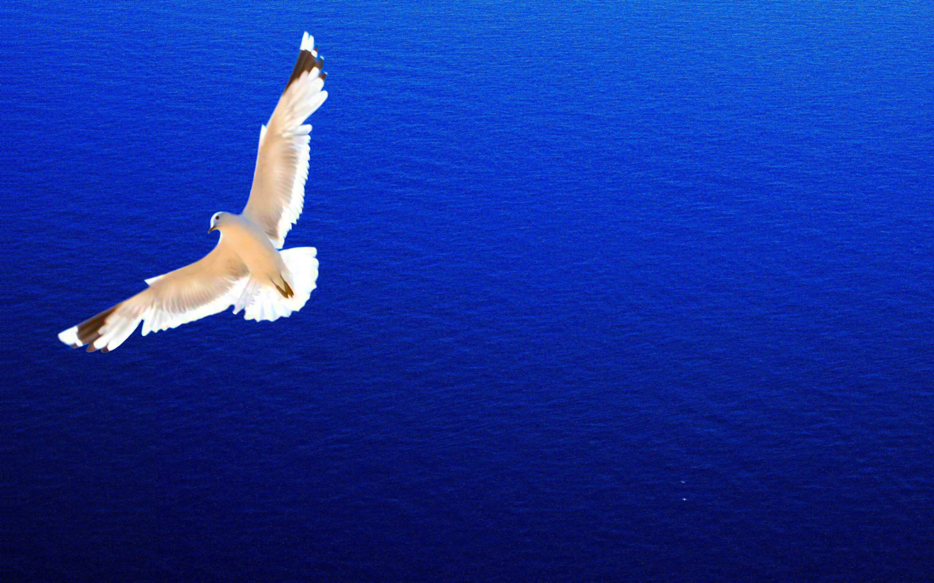 blue, birds, animal, seagull, bird HD wallpaper