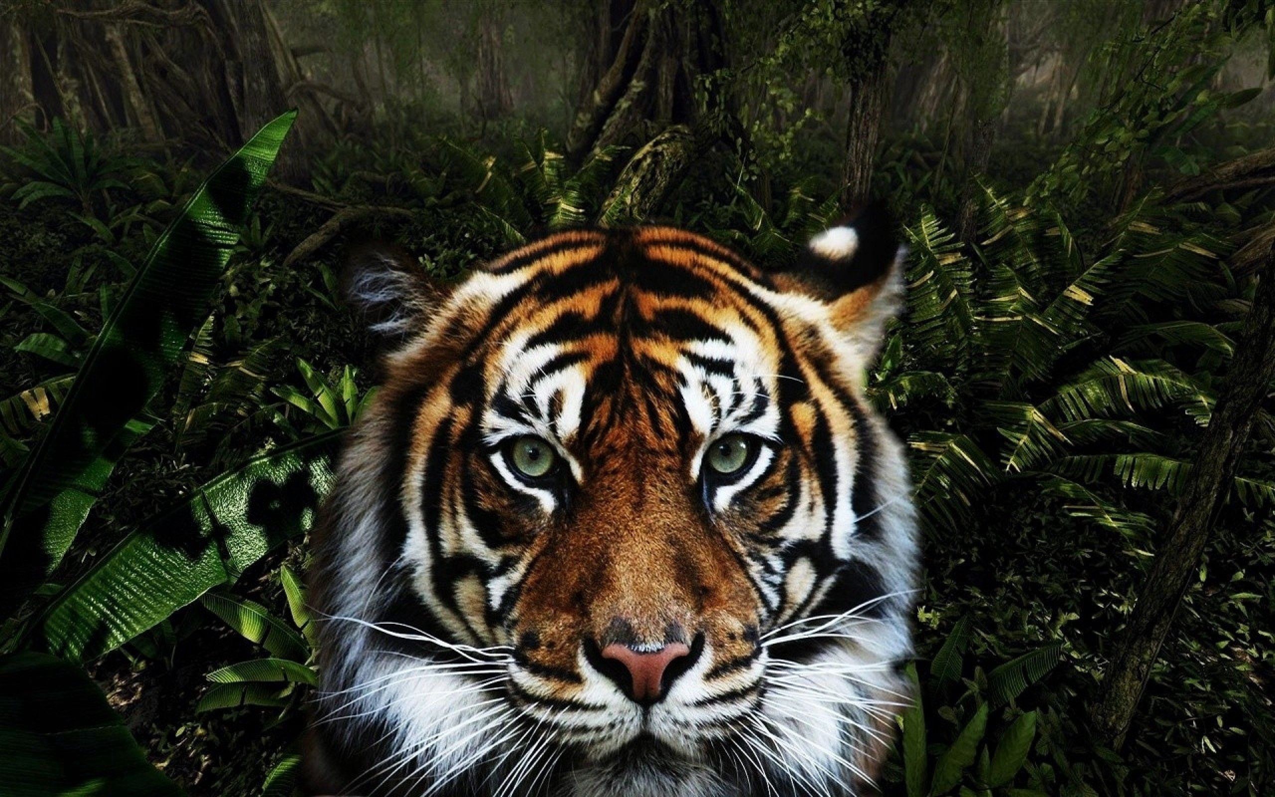 104337 Bild herunterladen tiere, schnauze, gestreift, raubtier, predator, big cat, große katze, tiger - Hintergrundbilder und Bildschirmschoner kostenlos