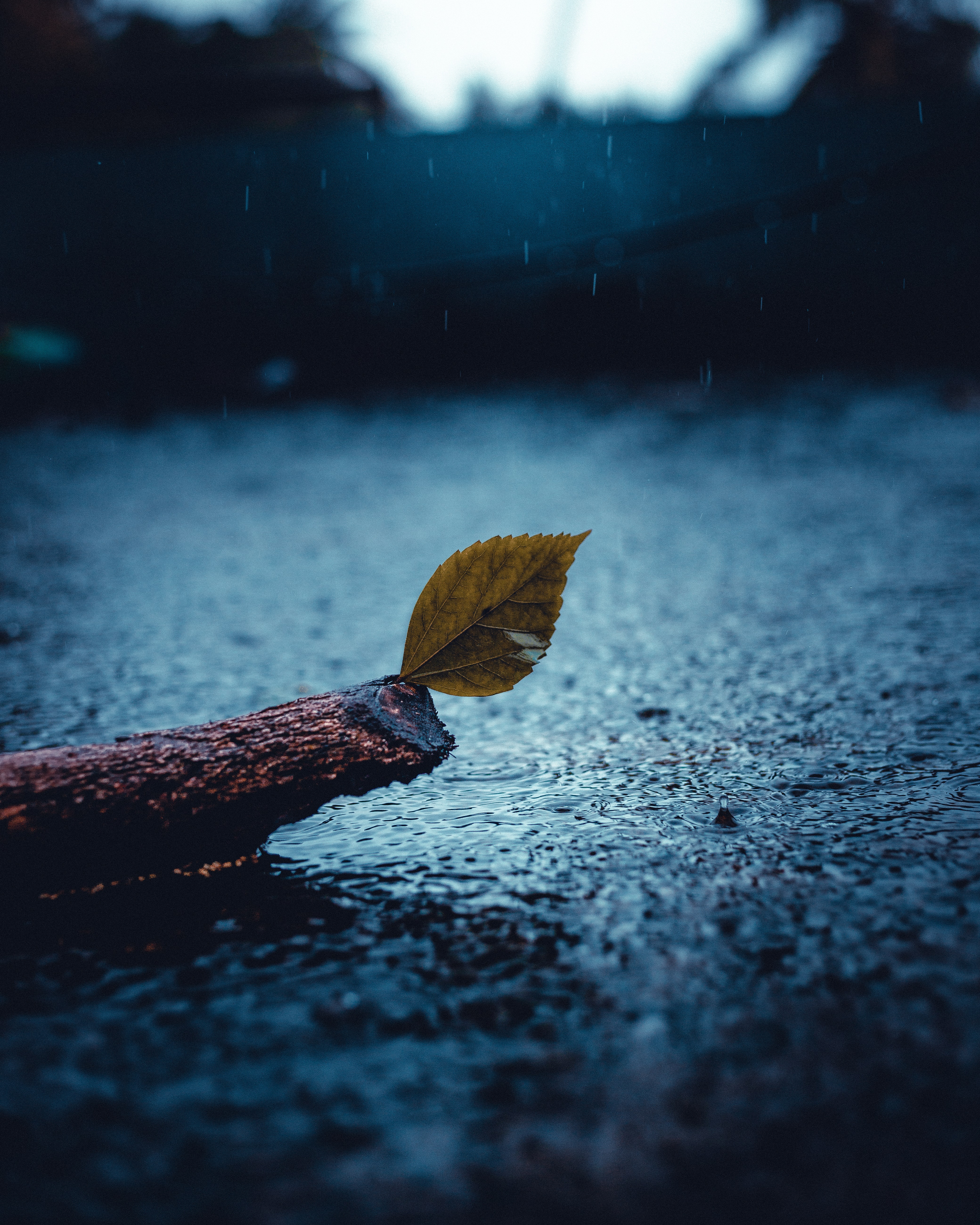 rain, sorrow, sheet, sadness, nature, leaf 4K