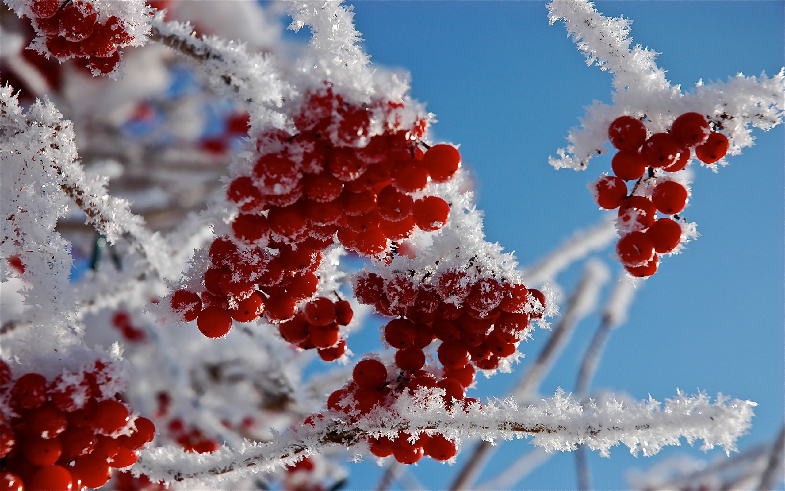 130598 скачать обои снег, иней, ягоды, макро, ветки - заставки и картинки бесплатно