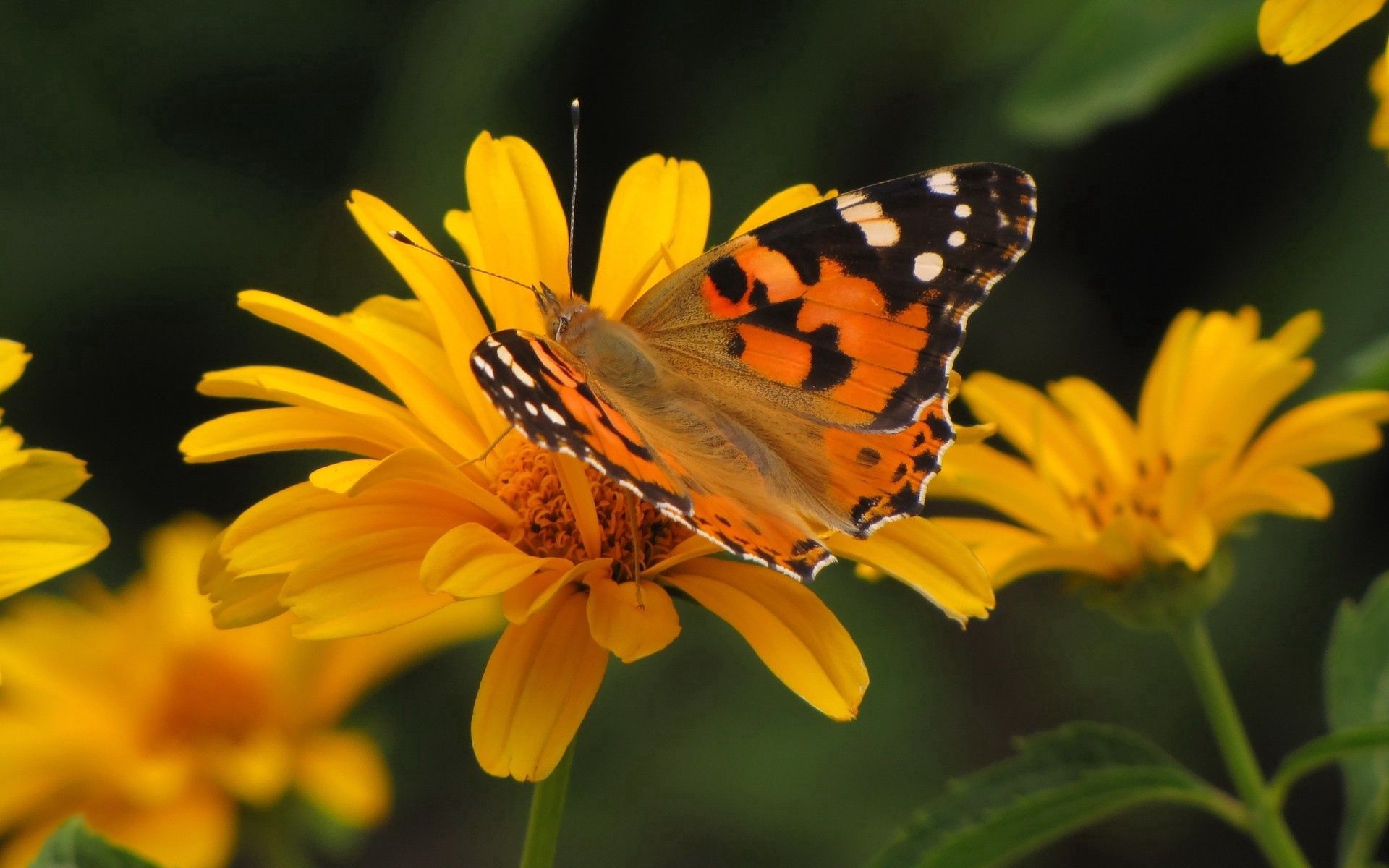 Laden Sie das Blume, Patterns, Makro, Flug, Schmetterling-Bild kostenlos auf Ihren PC-Desktop herunter