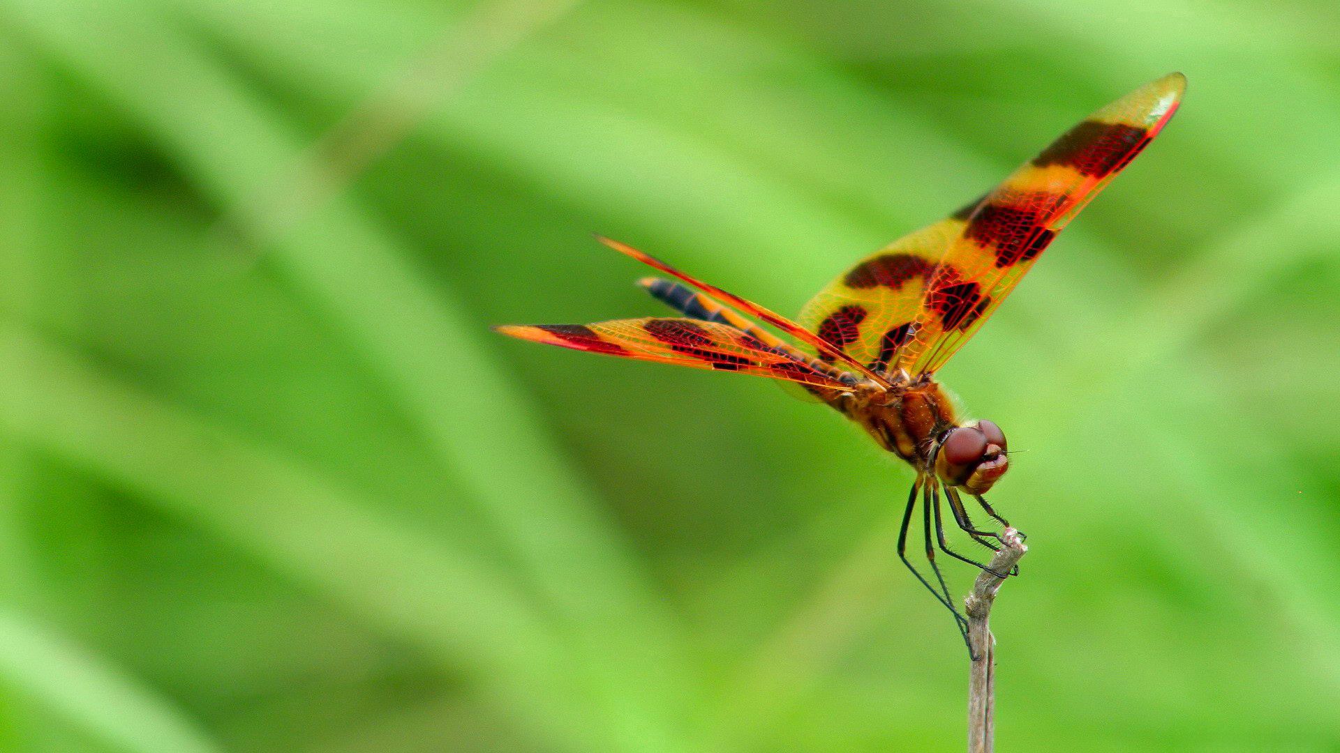 macro, blur, smooth, insect, dragonfly for android