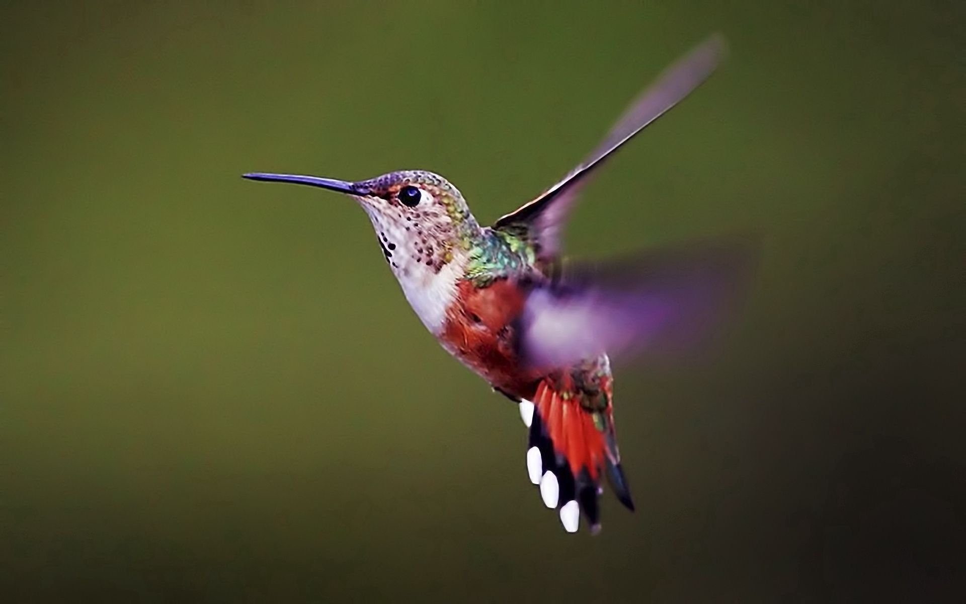 125672 Bildschirmschoner und Hintergrundbilder Kolibris auf Ihrem Telefon. Laden Sie flügel, tiere, fegen, vogel Bilder kostenlos herunter
