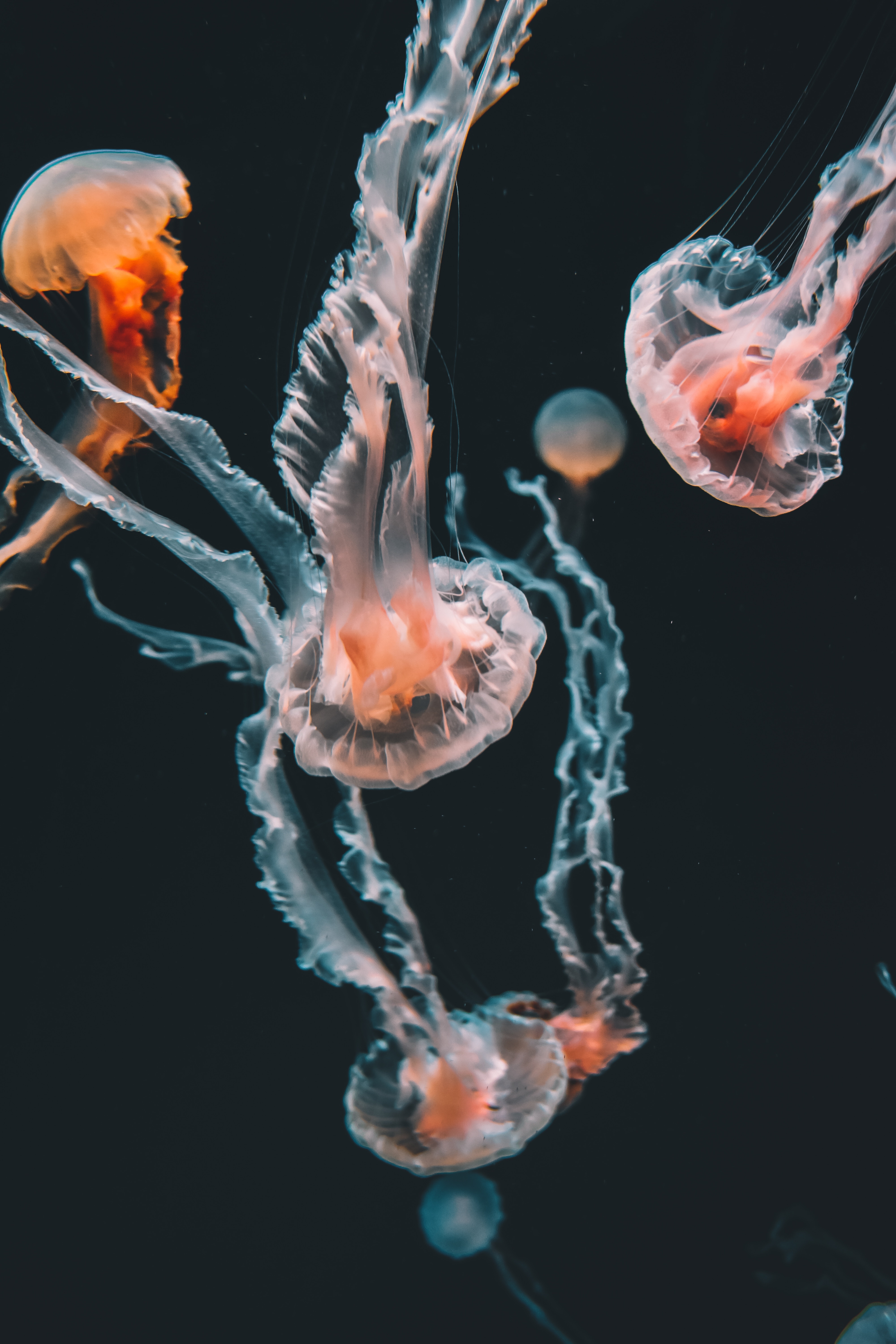50929 Hintergrundbild herunterladen tiere, jellyfish, schwimmen, unterwasserwelt, aquarium, tentakel, die tentakel - Bildschirmschoner und Bilder kostenlos