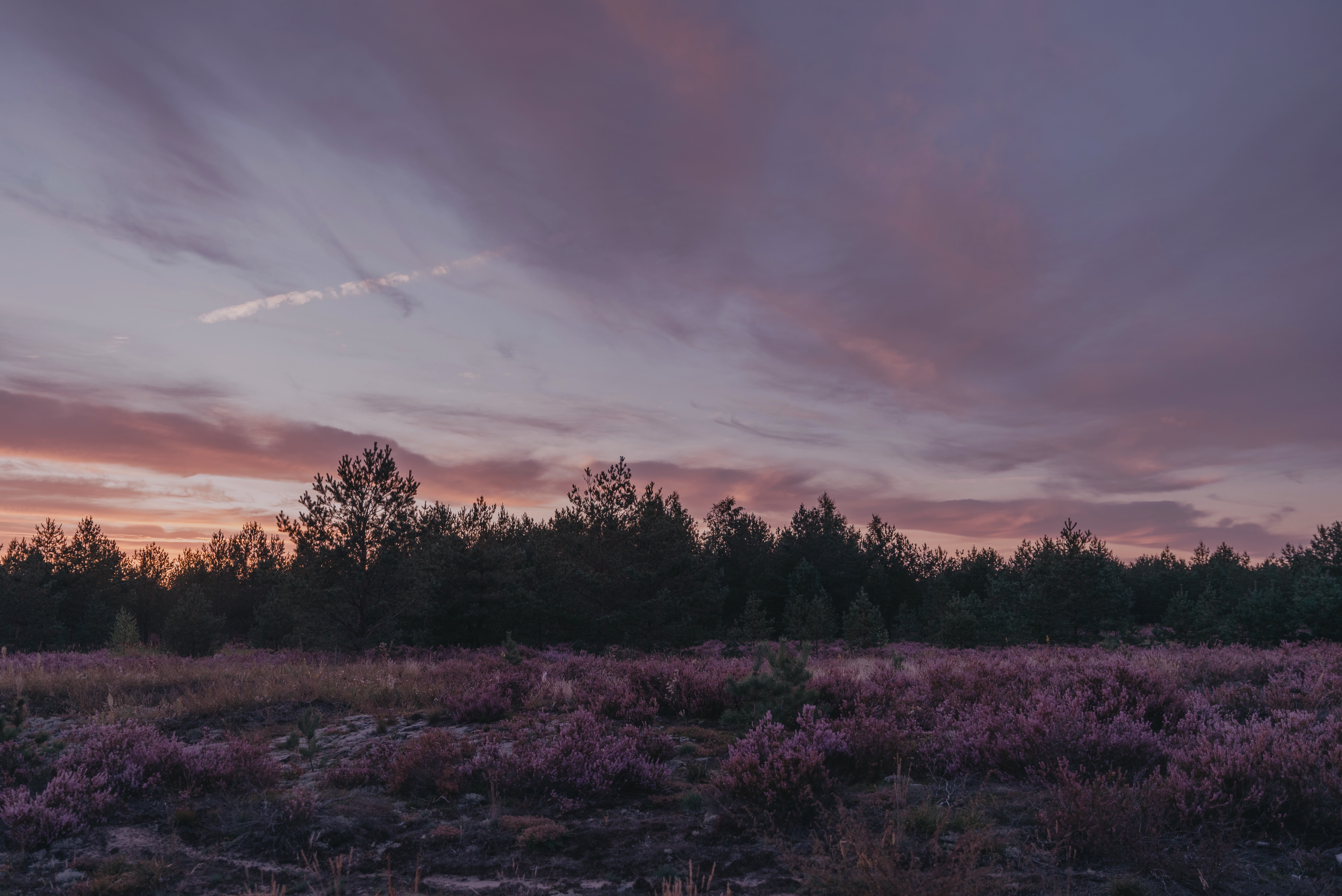 dusk, evening, landscape, nature, trees, twilight, bush HD wallpaper