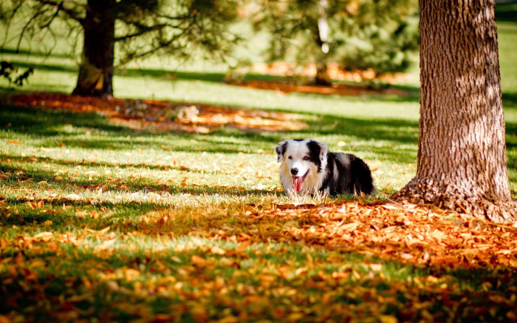 Download mobile wallpaper: Dog, Tree, Hide, Grass, Animals, Wood ...