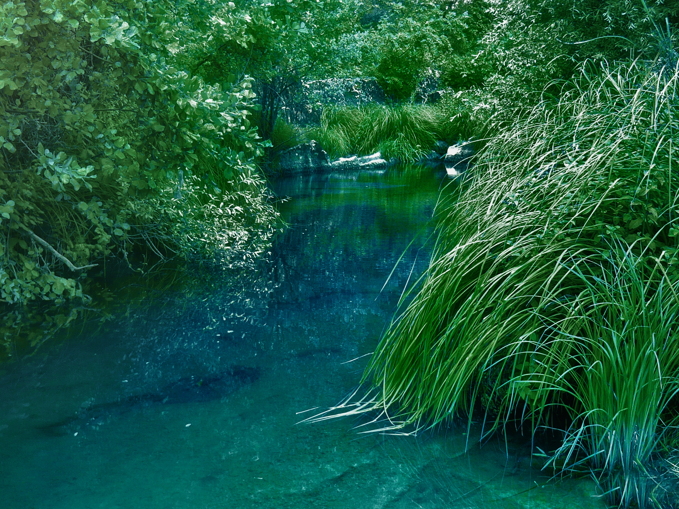 Laden Sie das Natur, Flüsse, Grass, Bush-Bild kostenlos auf Ihren PC-Desktop herunter
