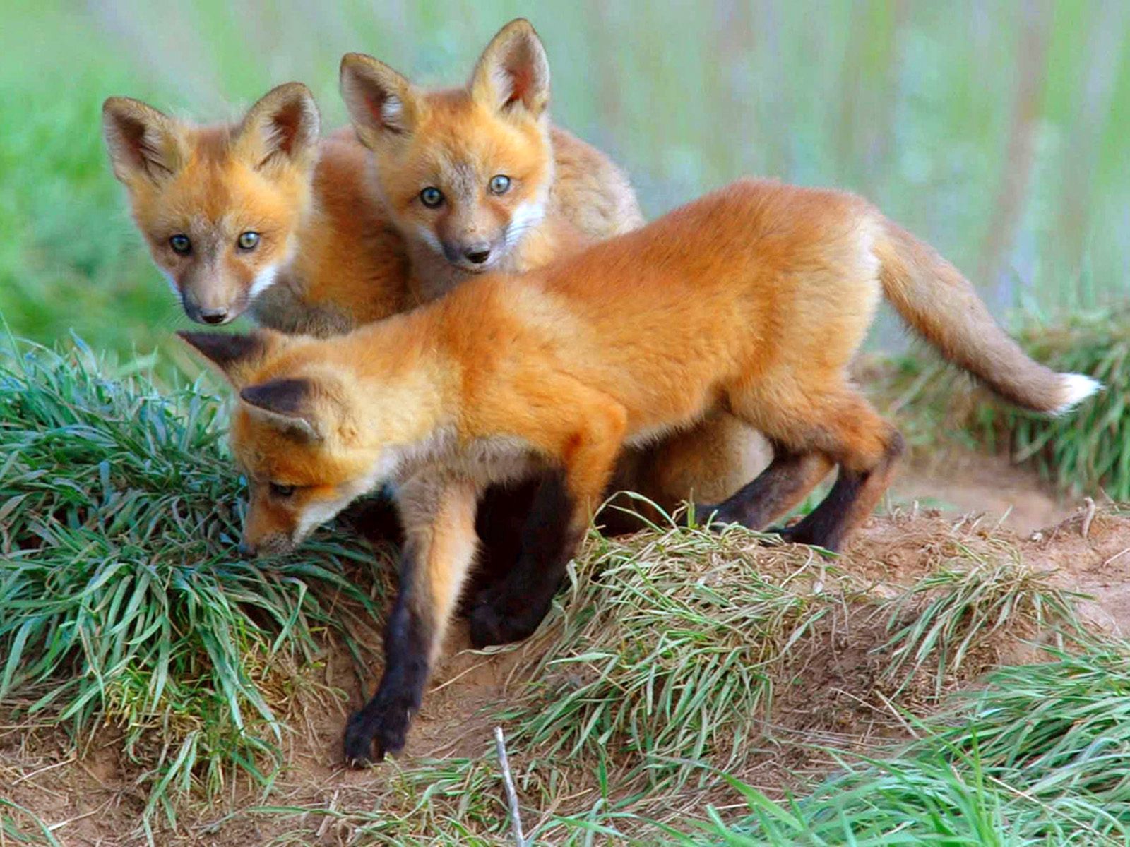 116077 Hintergrundbild herunterladen tiere, fox, ein fuchs, fuchs, jungen, jung, neugierde, neugier, fuchsbabys, lisita - Bildschirmschoner und Bilder kostenlos