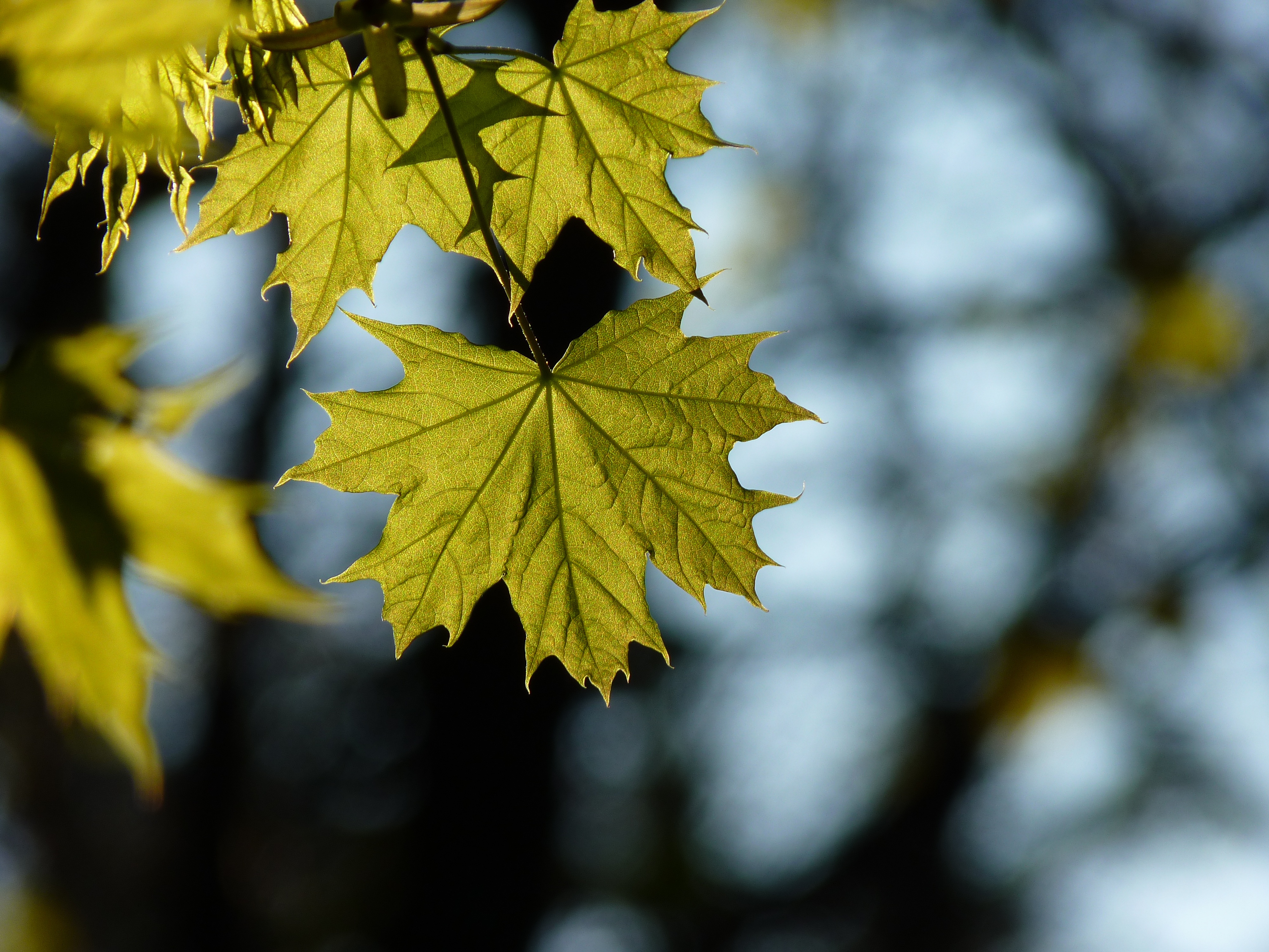 105930 Screensavers and Wallpapers Maple for phone. Download nature, blur, smooth, sheet, leaf, maple pictures for free