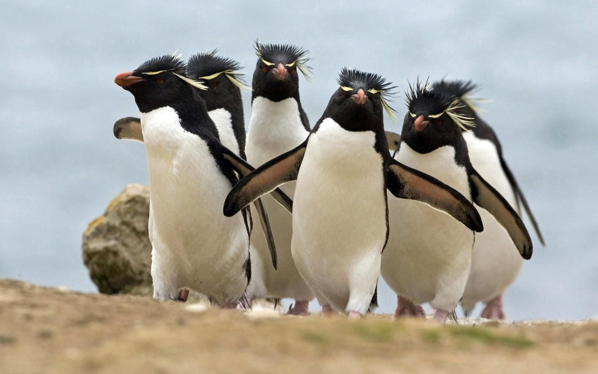 Desktop Backgrounds Pinguins flock, run away, animals, run