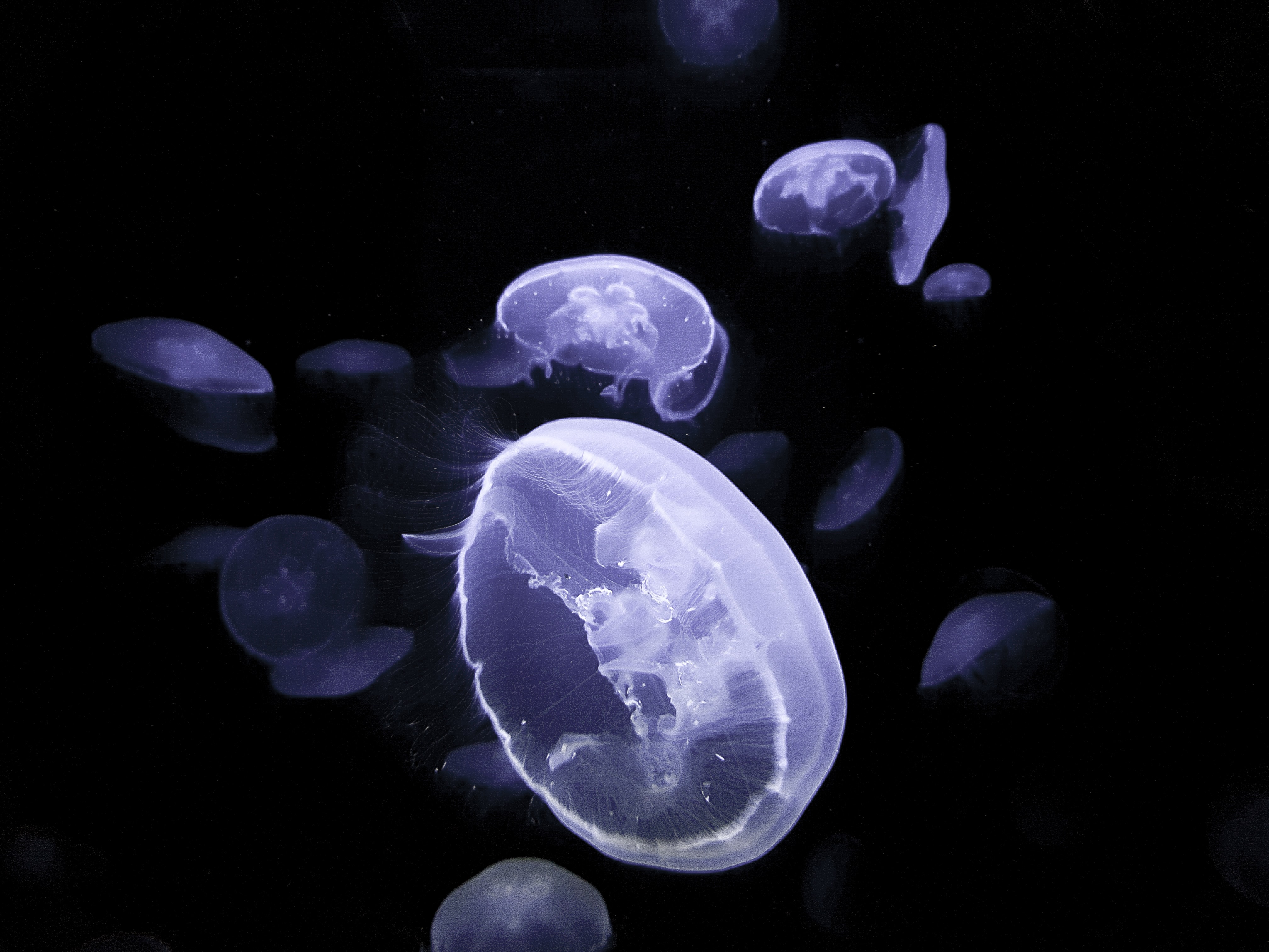 138300 Bild herunterladen tiere, jellyfish, glühen, glow, kreaturen, unter dem wasser, unterwasser - Hintergrundbilder und Bildschirmschoner kostenlos
