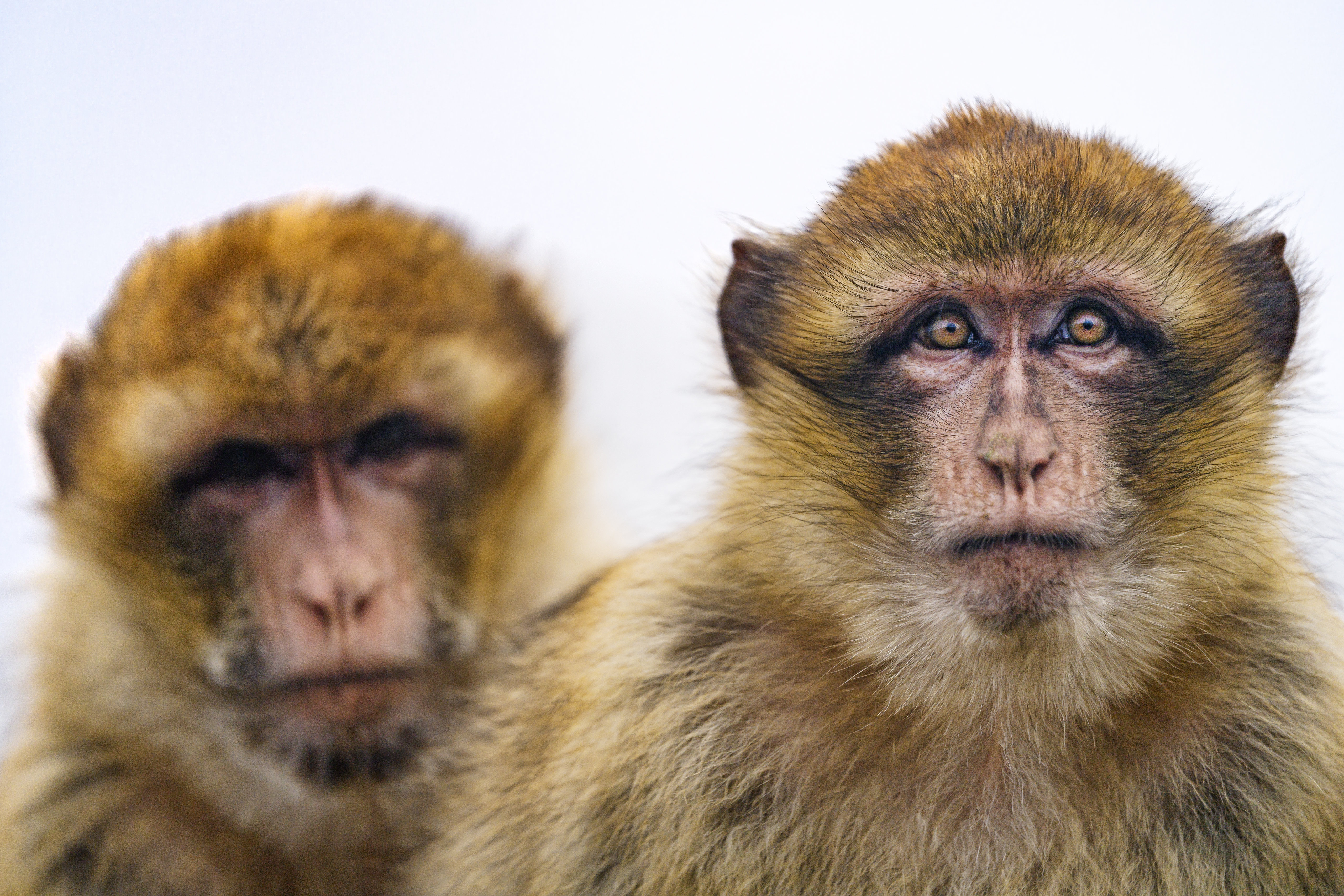 Laden Sie das Tiere, Affe, Ein Affe, Sicht, Meinung, Toque, Makaken-Bild kostenlos auf Ihren PC-Desktop herunter