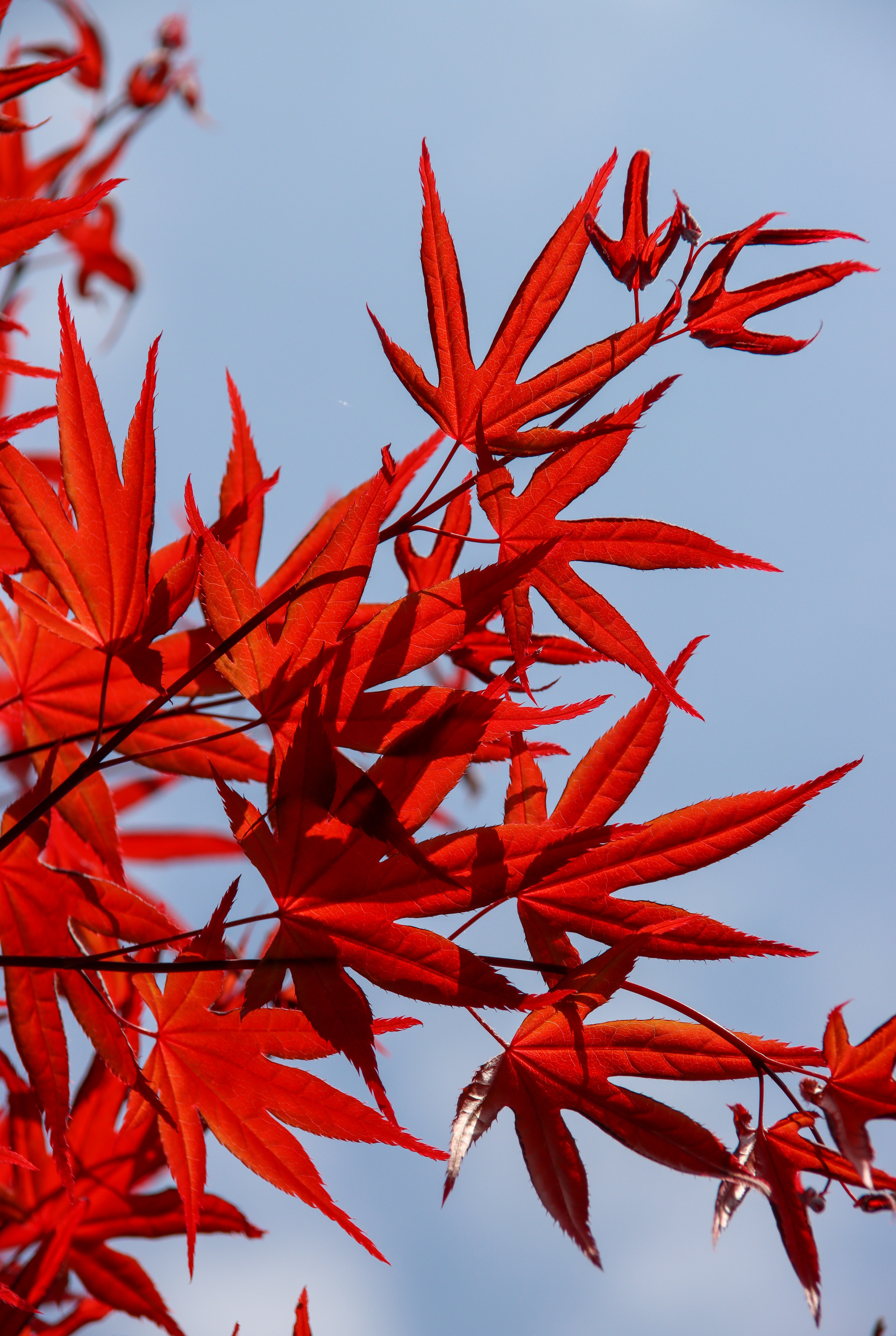 maple, sky, nature, leaves, red, branch phone wallpaper