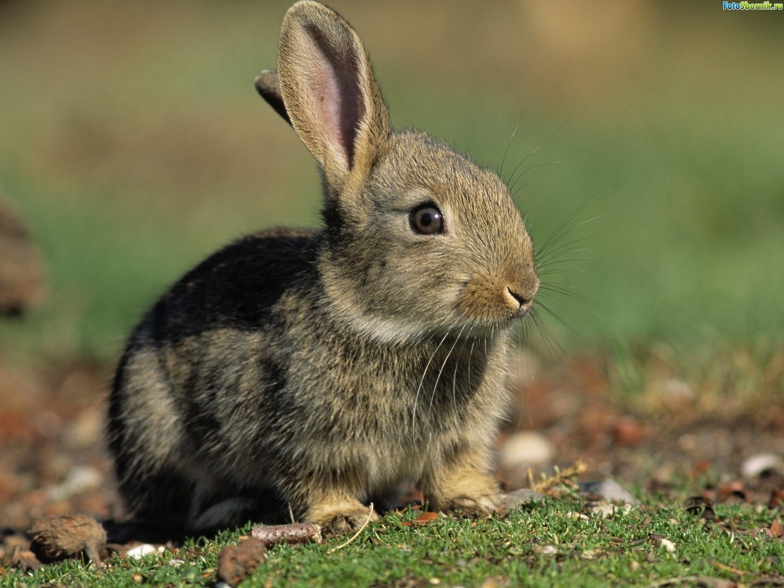 5991 Bild herunterladen tiere, kaninchen, gelb - Hintergrundbilder und Bildschirmschoner kostenlos