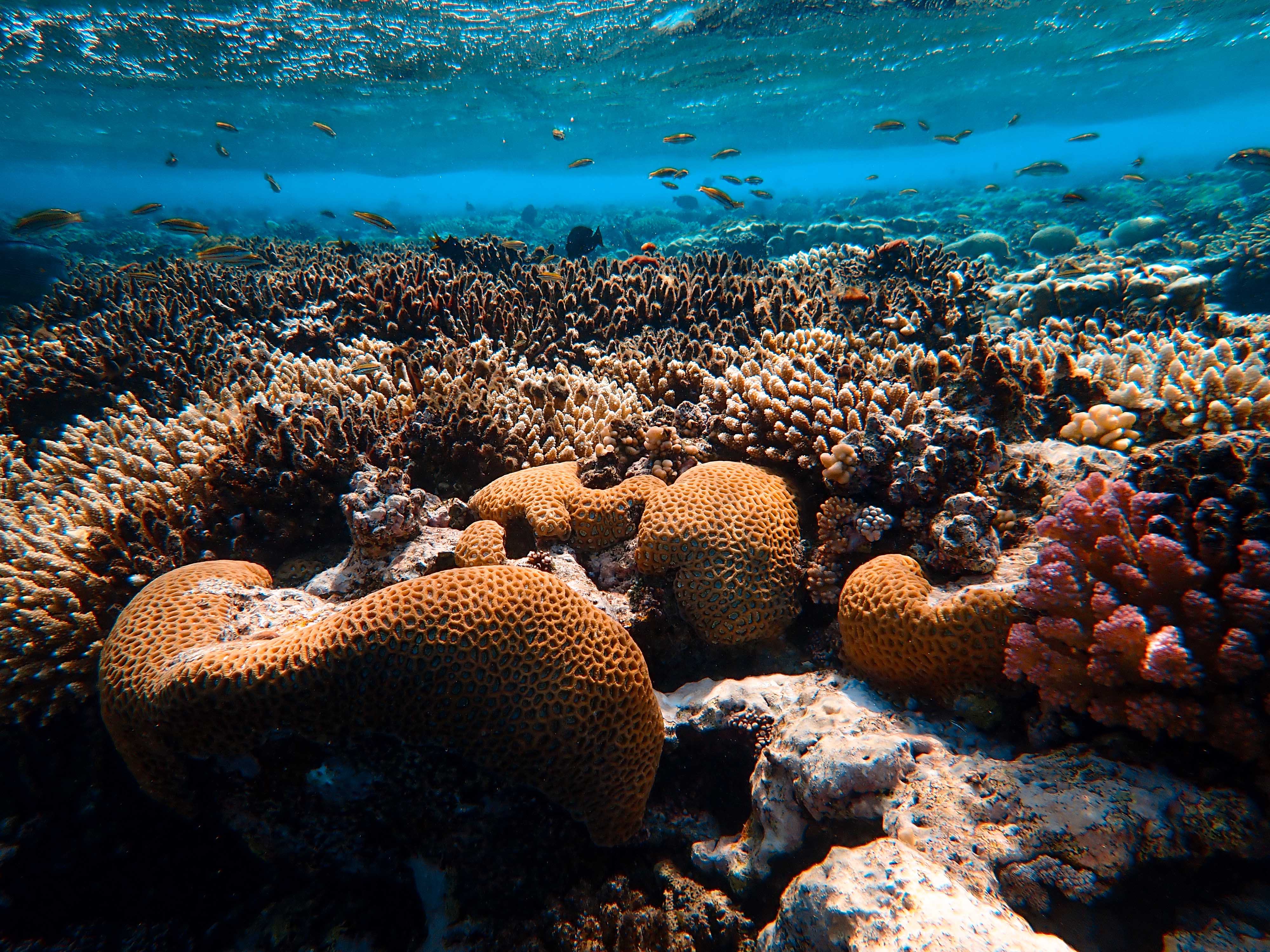 88430 Hintergrundbild herunterladen natur, wasser, koralle, unterwasserwelt, seetang, algen - Bildschirmschoner und Bilder kostenlos
