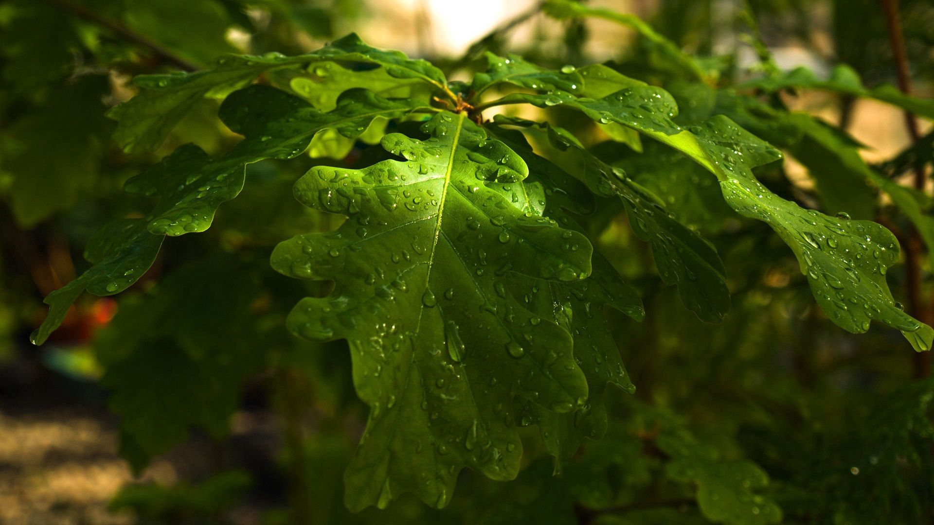 Download Phone wallpaper rain, nature, oak, leaves