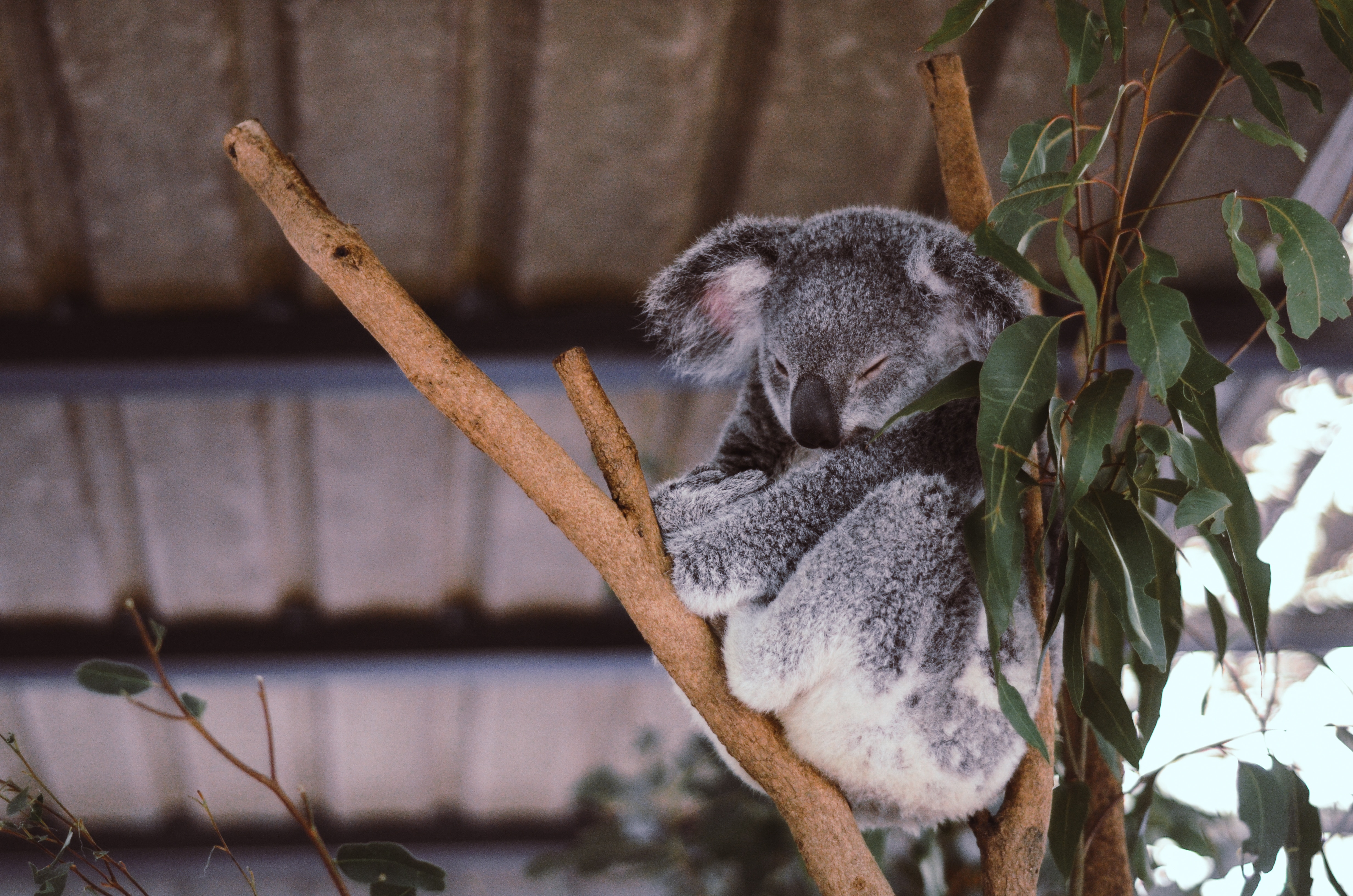 72637 Hintergrundbild herunterladen schlafen, tiere, holz, baum, traum, koala, eukalyptus - Bildschirmschoner und Bilder kostenlos