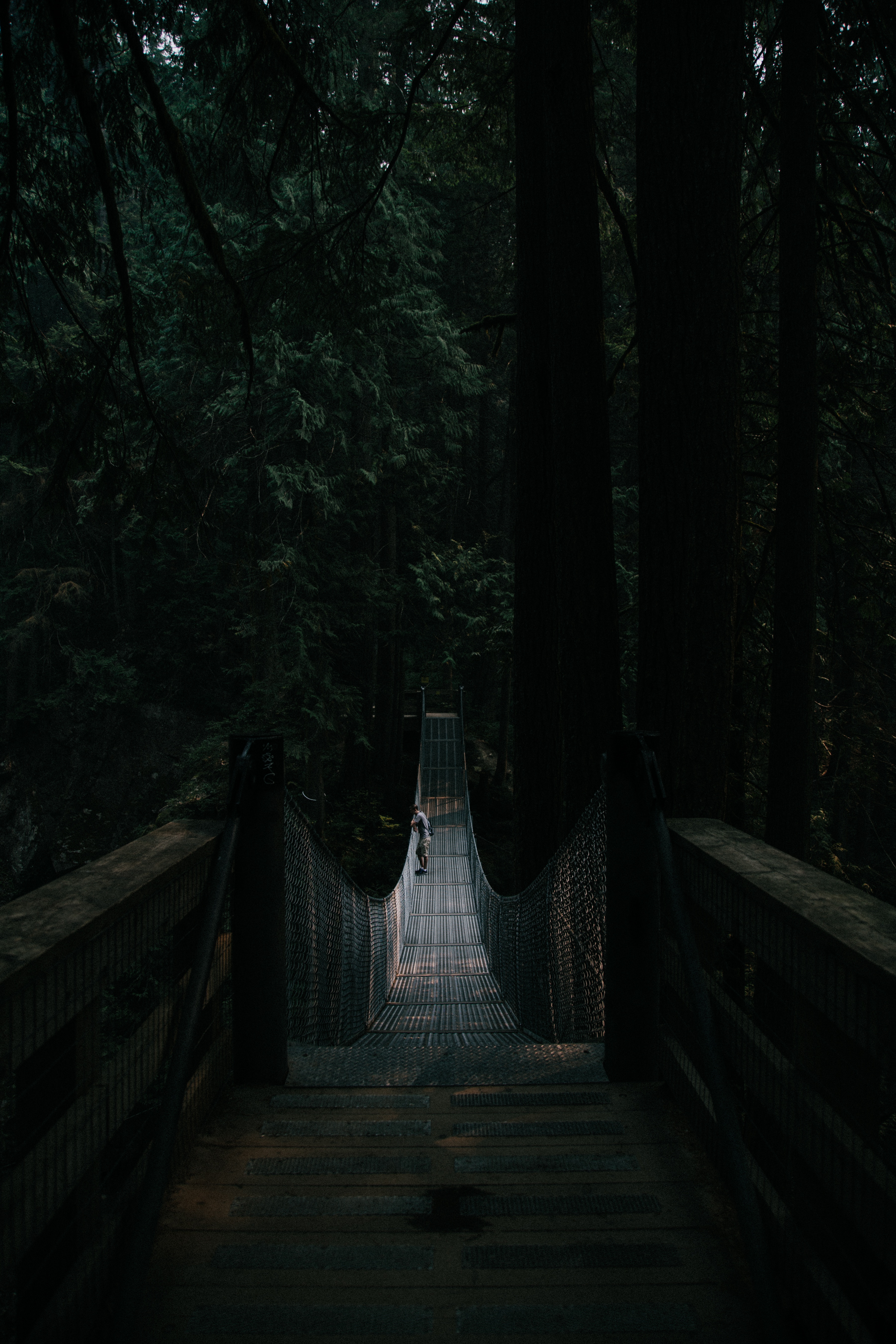 loneliness, dark, nature, forest, bridge, hanging, suspension