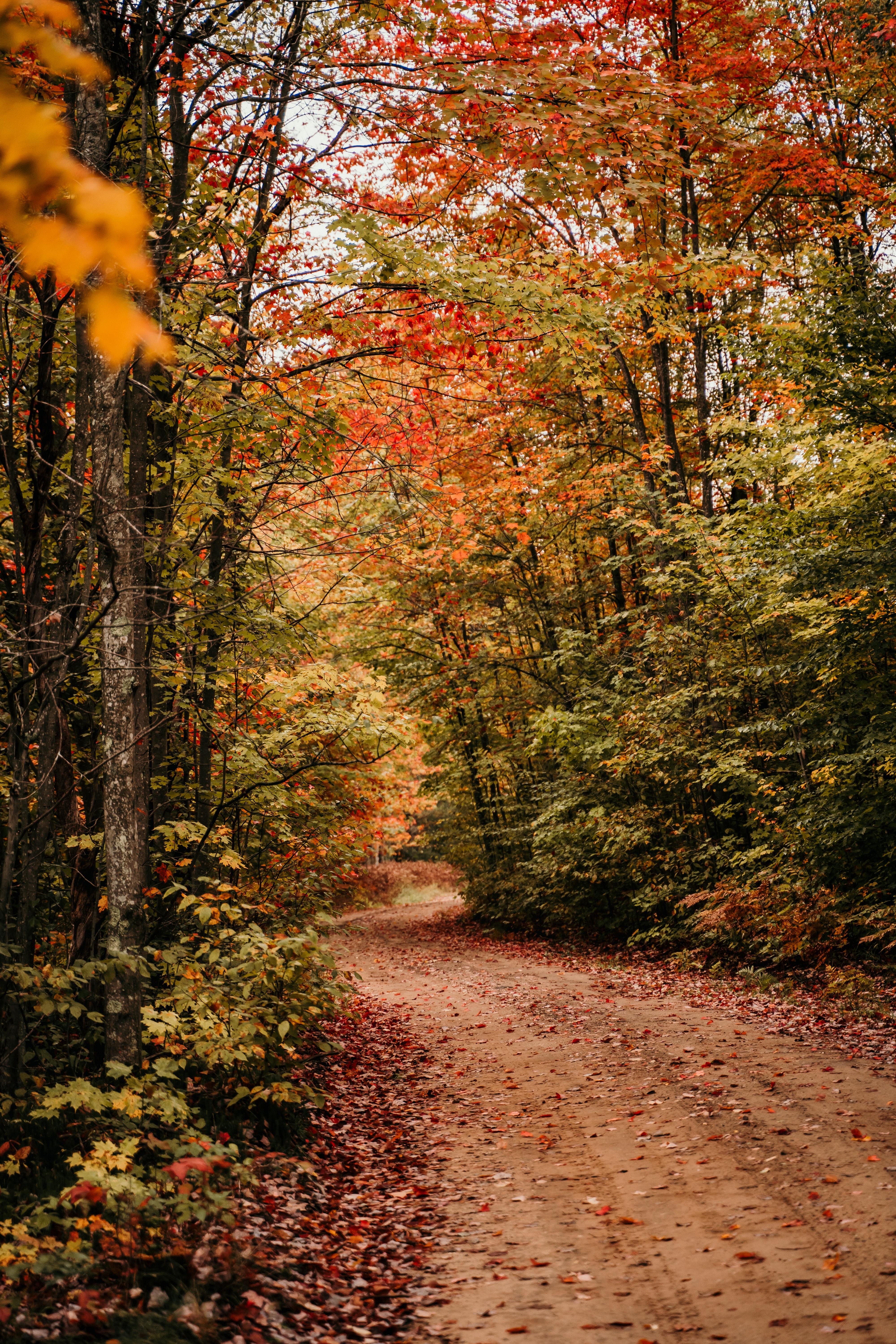 155164 завантажити шпалери осінь, природа, дерева, ліс, стежка, шлях - заставки і картинки безкоштовно