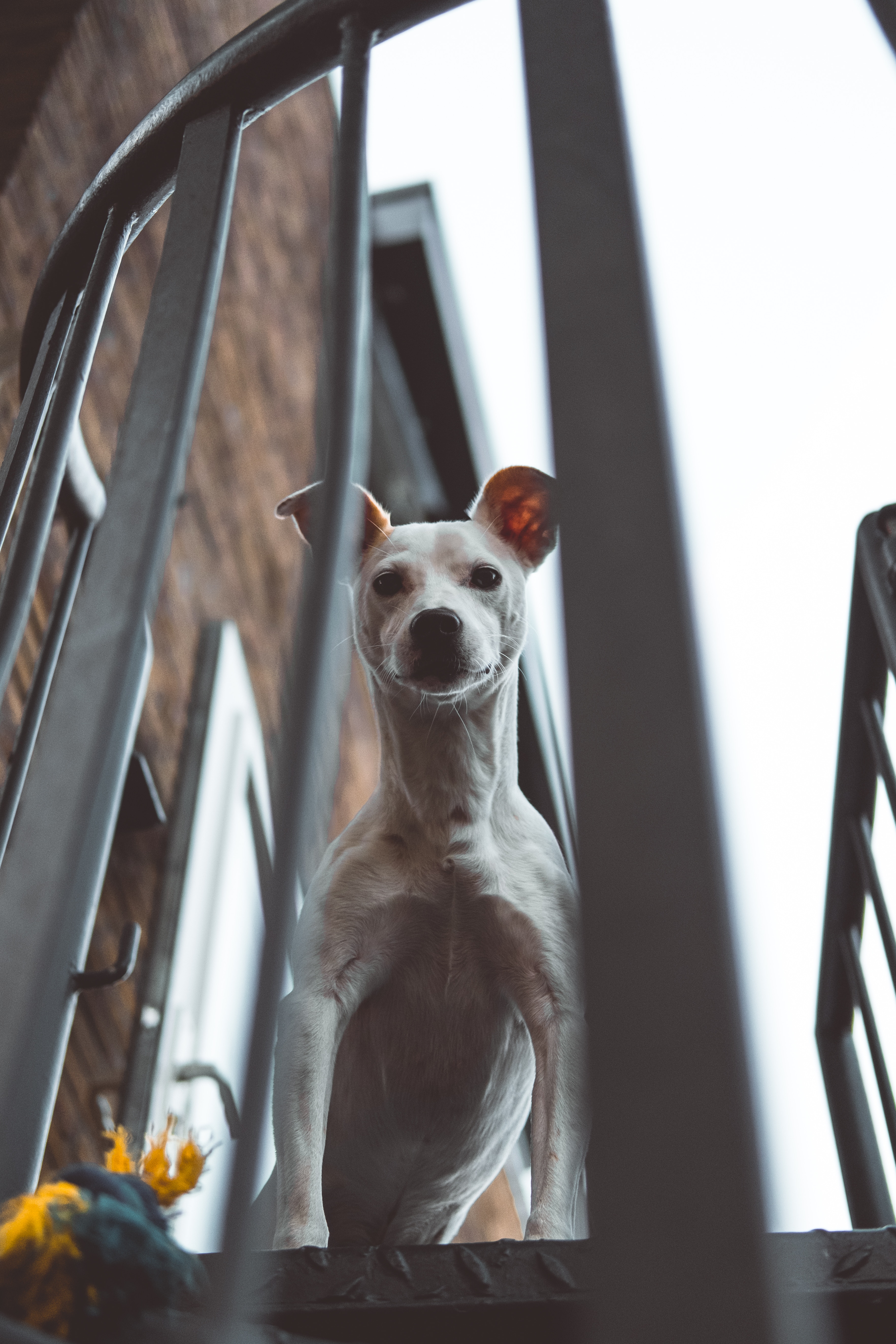 peek out, look out, dog, whippet Hd 1080p Mobile