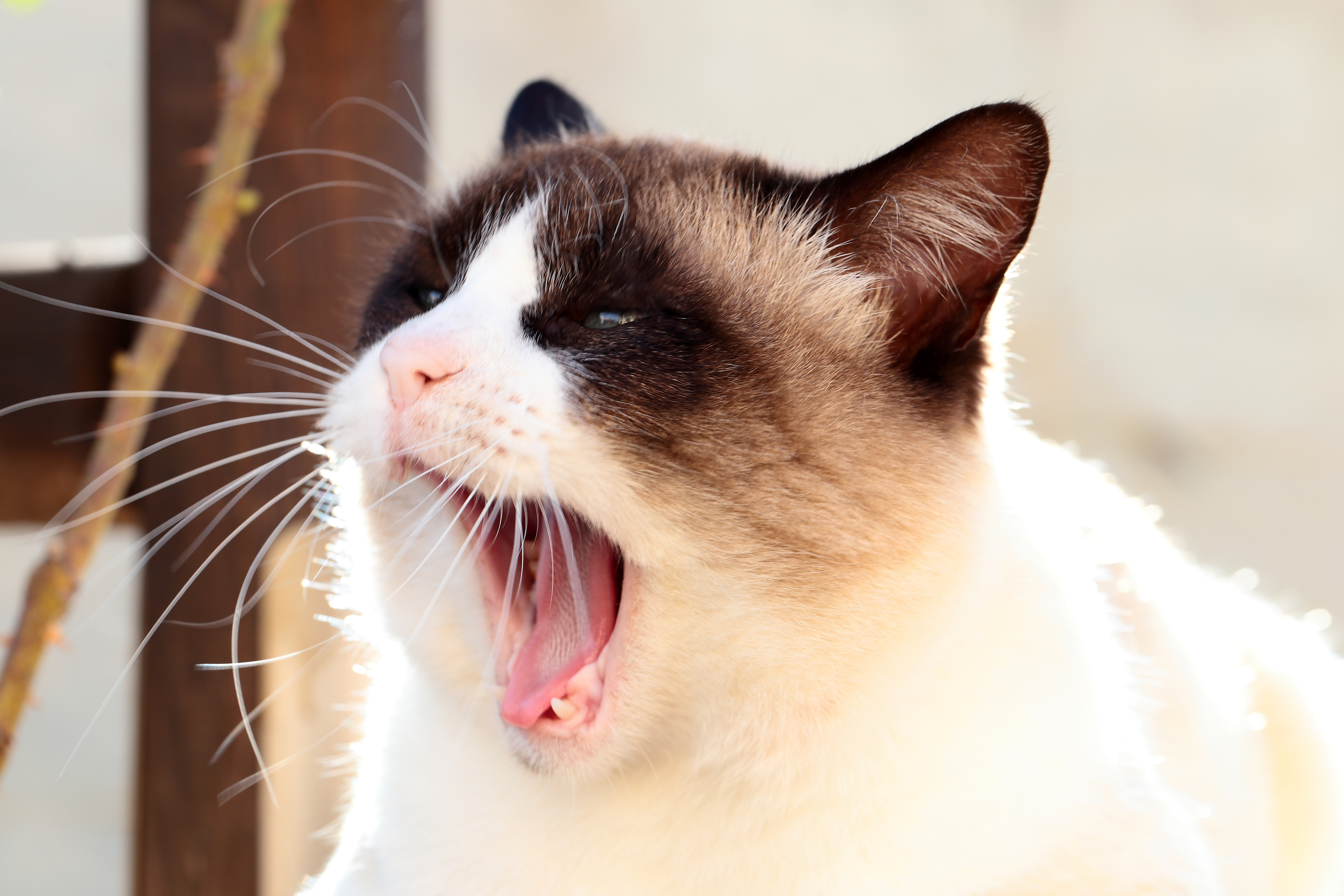 Laden Sie das Tiere, Der Kater, Katze, Schnauze, Gähnen, Siamese, Siamesische-Bild kostenlos auf Ihren PC-Desktop herunter