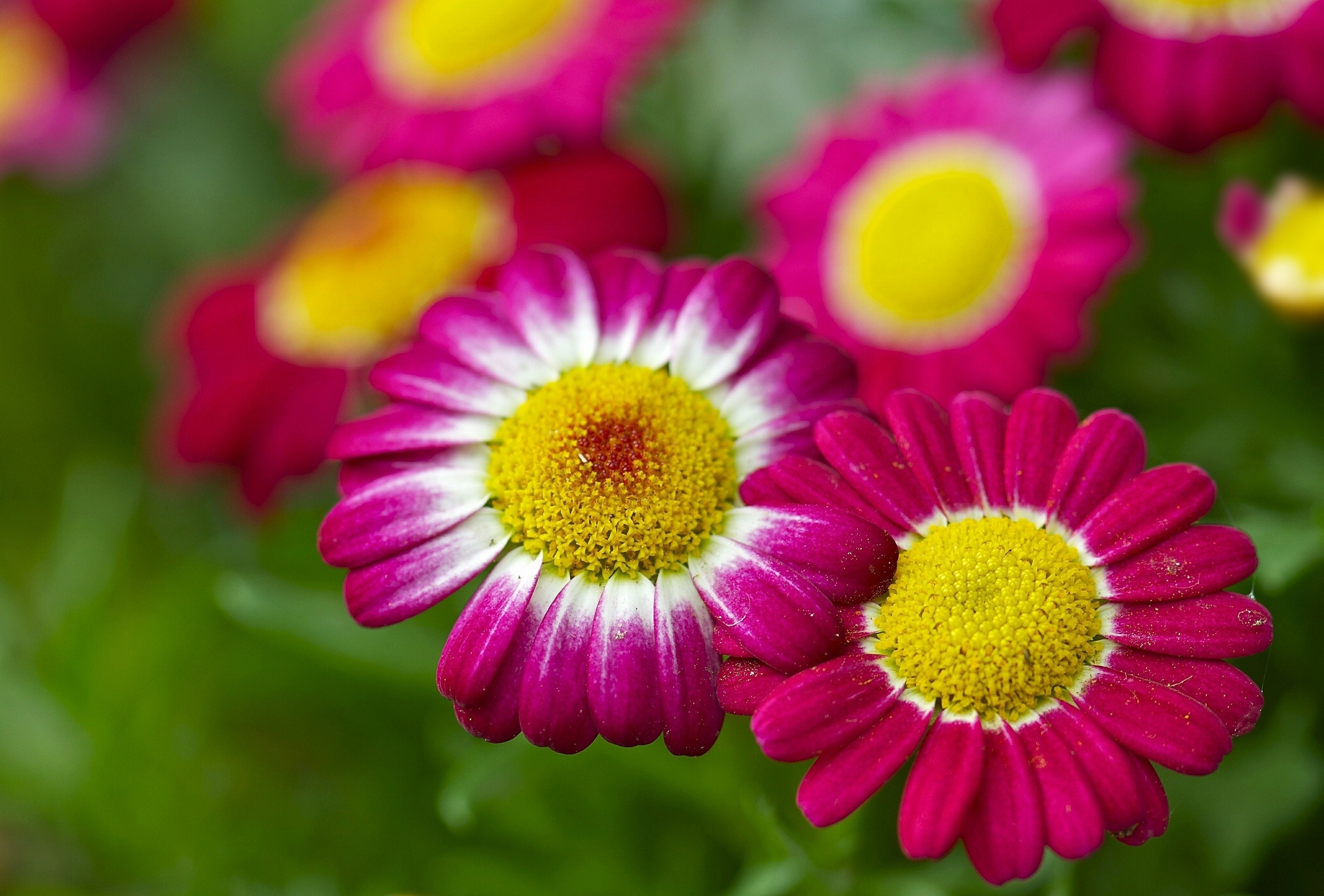 flower, flowers, bokeh, chamomile, pink flower, nature, close up, earth HD wallpaper